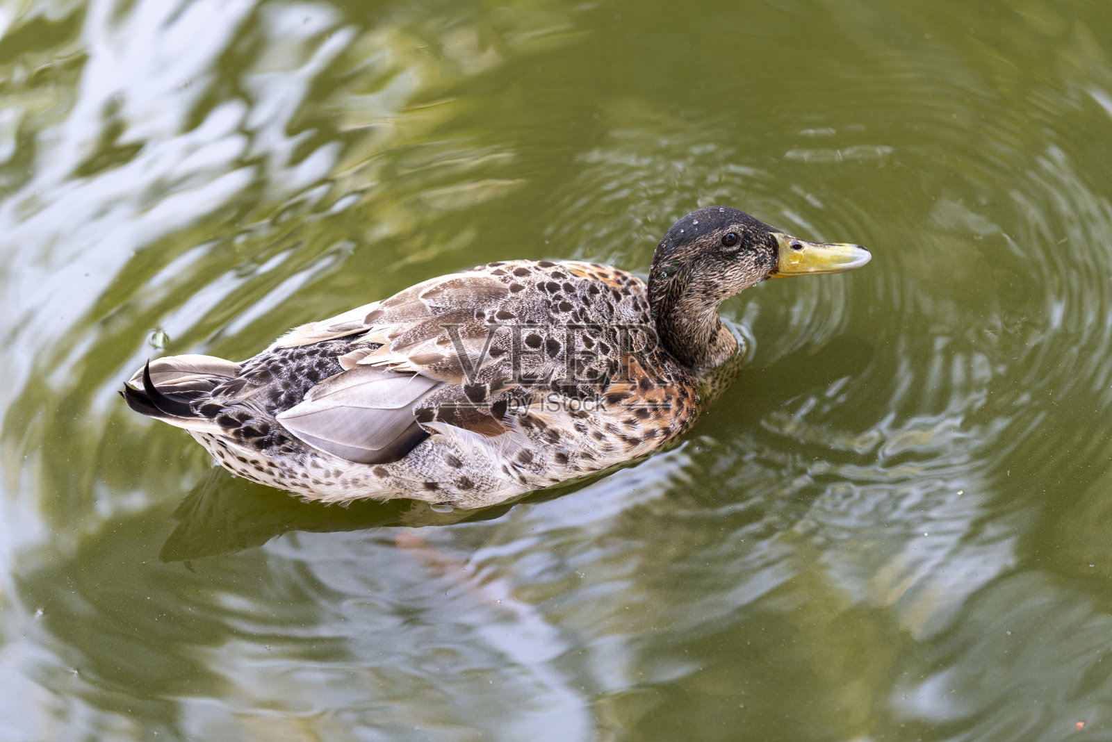 一只母鸭子在水面上的肖像照片摄影图片