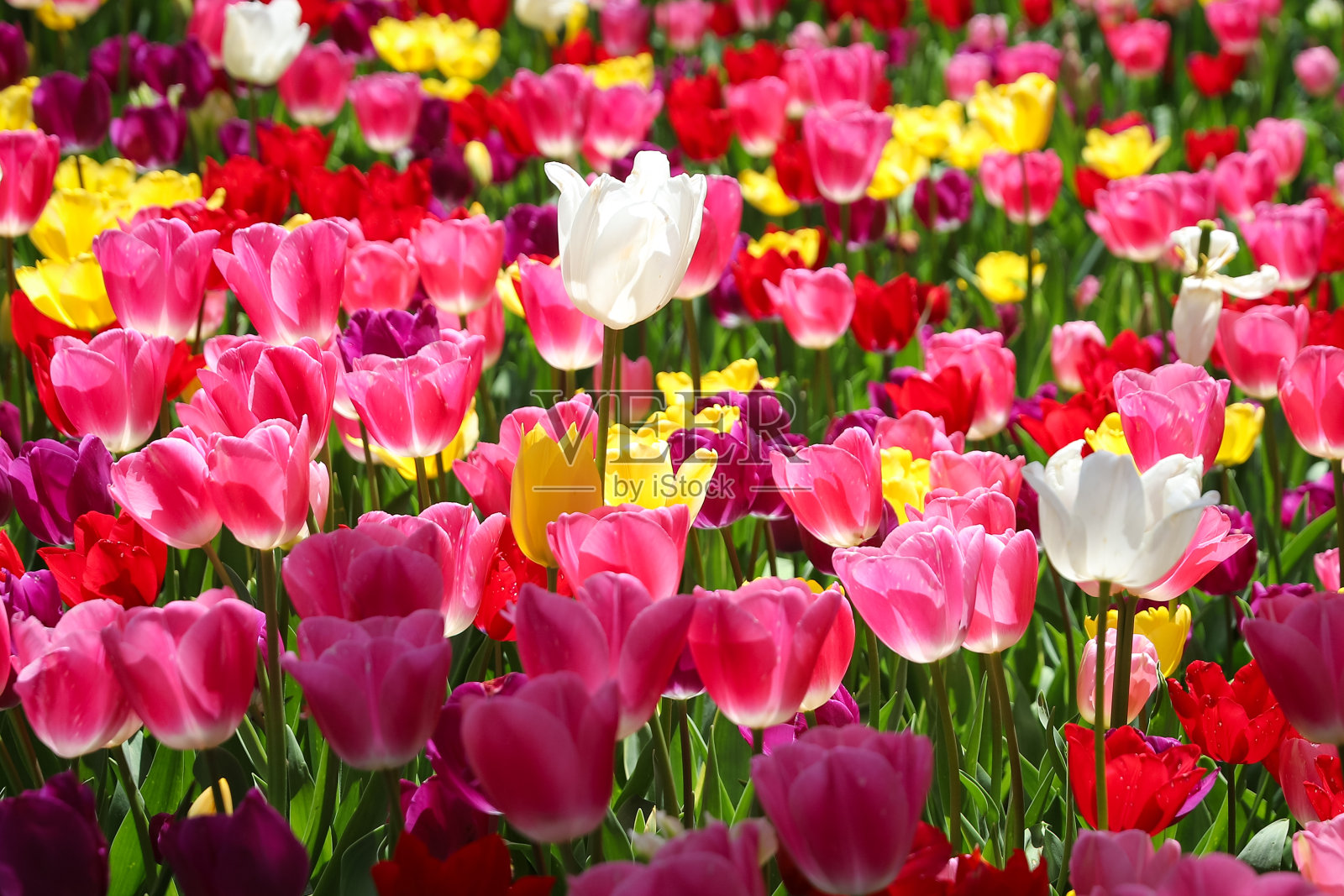 美丽多彩的郁金香花园照片摄影图片