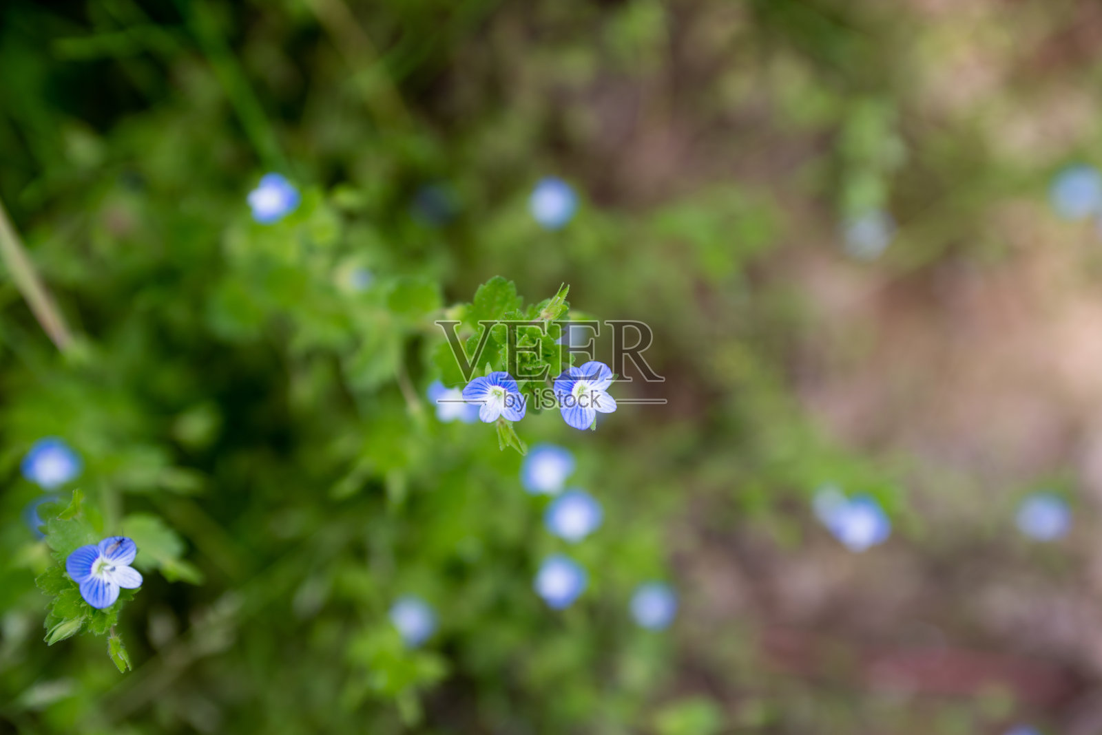 美丽的Lagopsis suina花盛开照片摄影图片