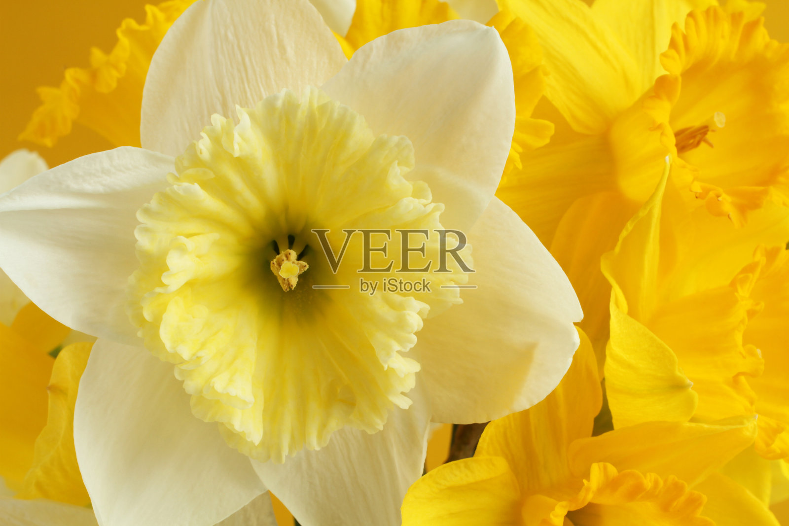 黄色背景上白色和黄色水仙花的花束。特写镜头照片摄影图片