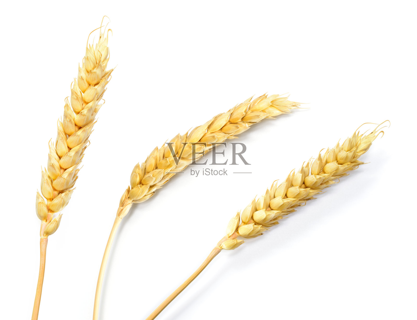 小麦飙升。在白色背景上分离的三个小麦小穗。俯视图麦穗。照片摄影图片