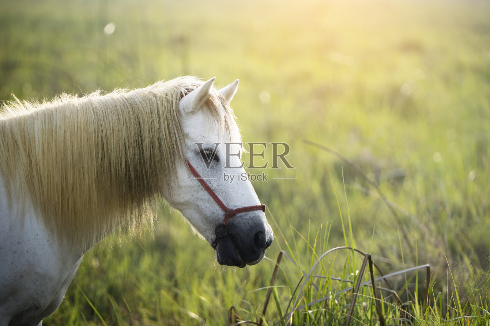 日出的清晨，白马在绿色的田野里吃草照片摄影图片