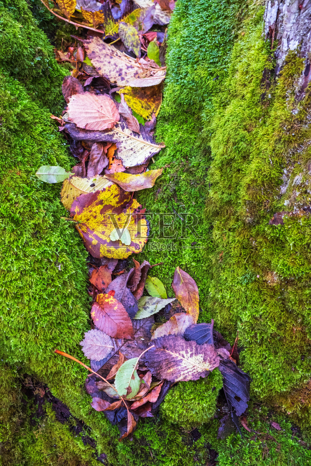 秋天的叶子躺在绿色苔藓的缝隙照片摄影图片