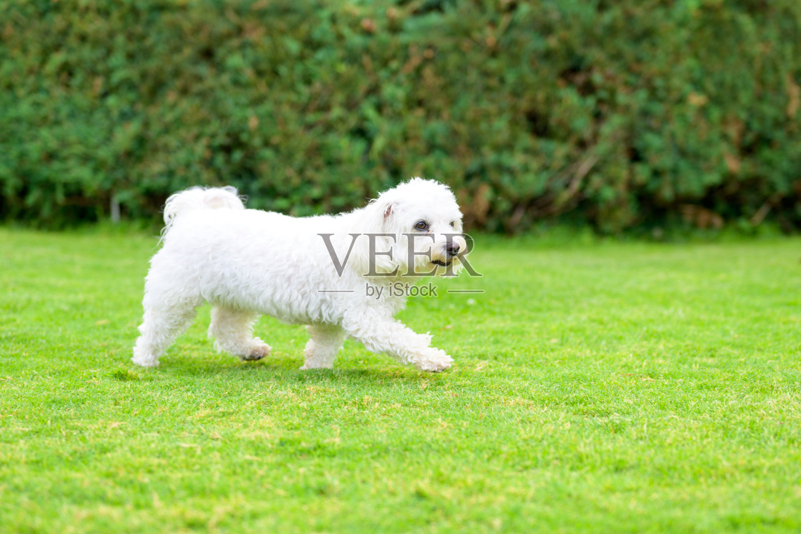 一只白色的哈瓦那狗在郁郁葱葱的花园里玩耍照片摄影图片