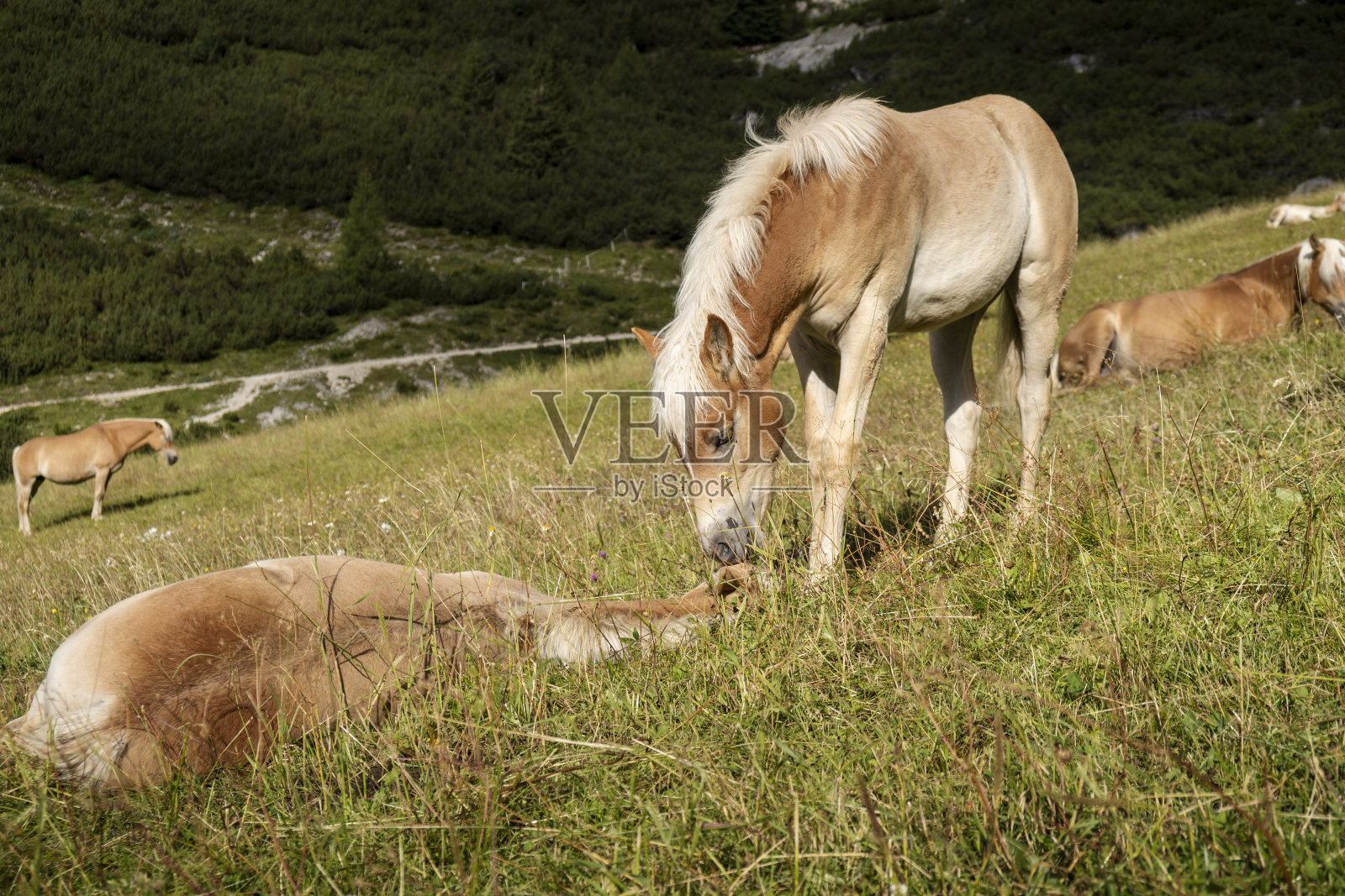 马吃草照片摄影图片
