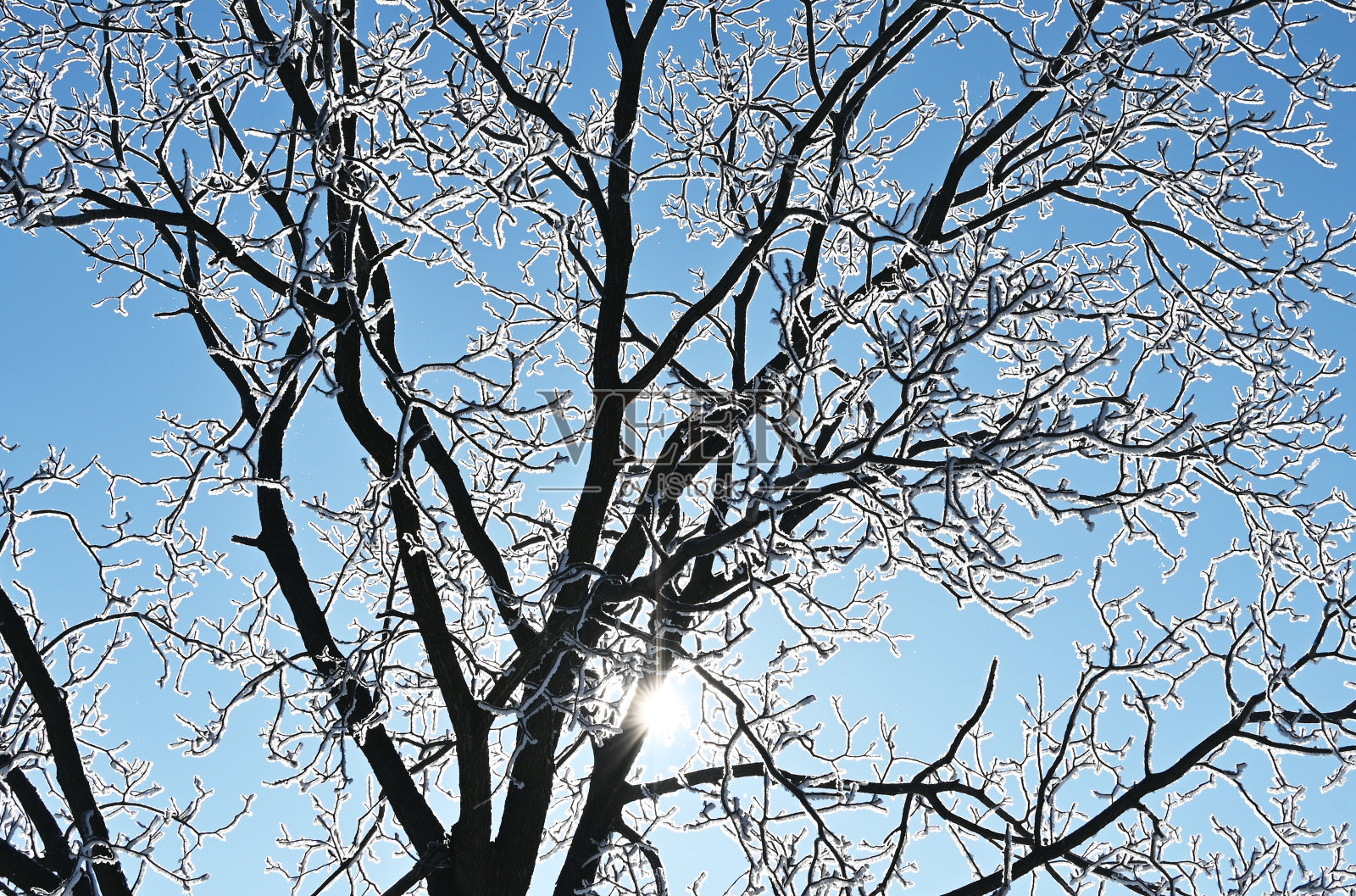 树叶上的霜照片摄影图片