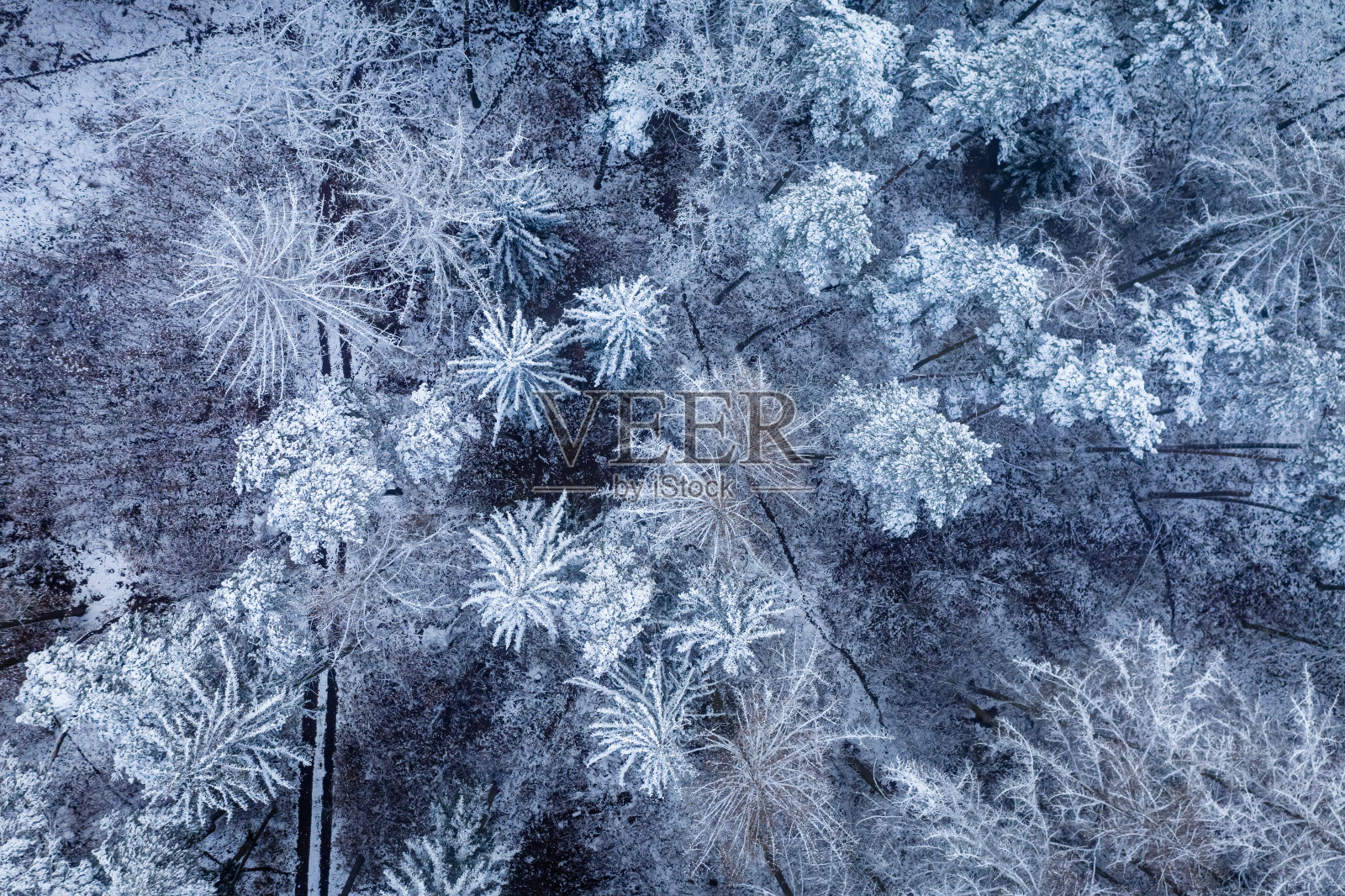 在冬天结冰和多雪的森林。暴雪在冬天。照片摄影图片