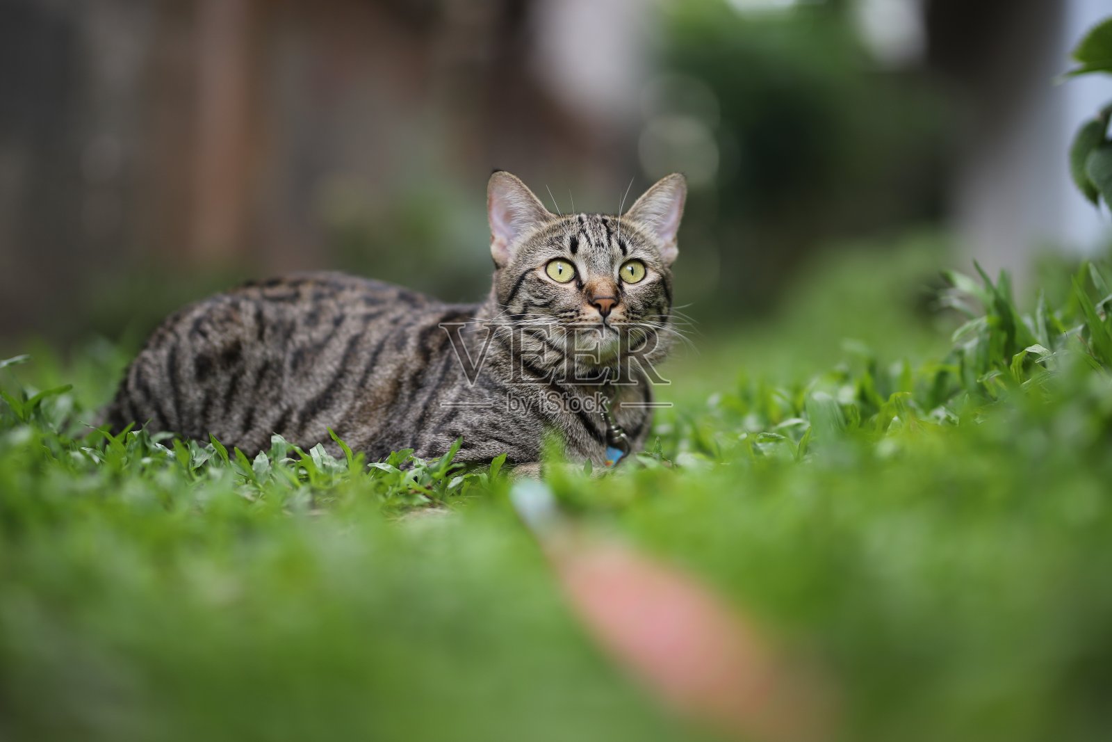 花斑猫坐的景色自然绿色。照片摄影图片