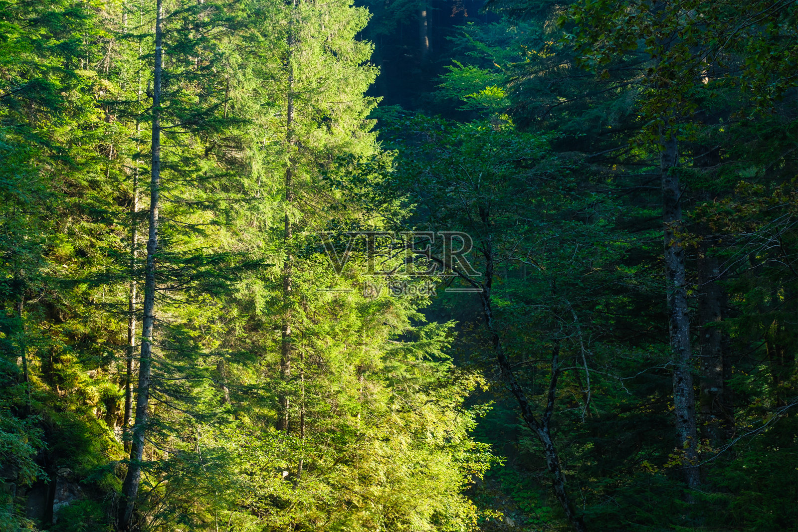 森林和树木作为背景。夏季的自然景观。照片摄影图片