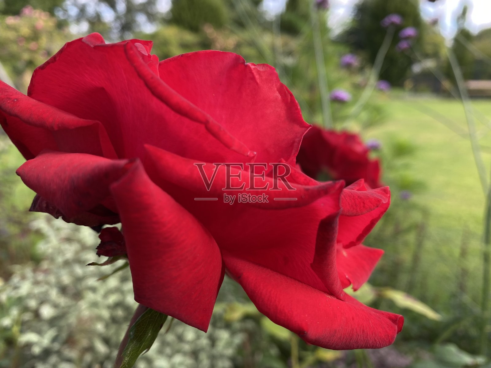 一朵美丽鲜艳的红玫瑰照片摄影图片