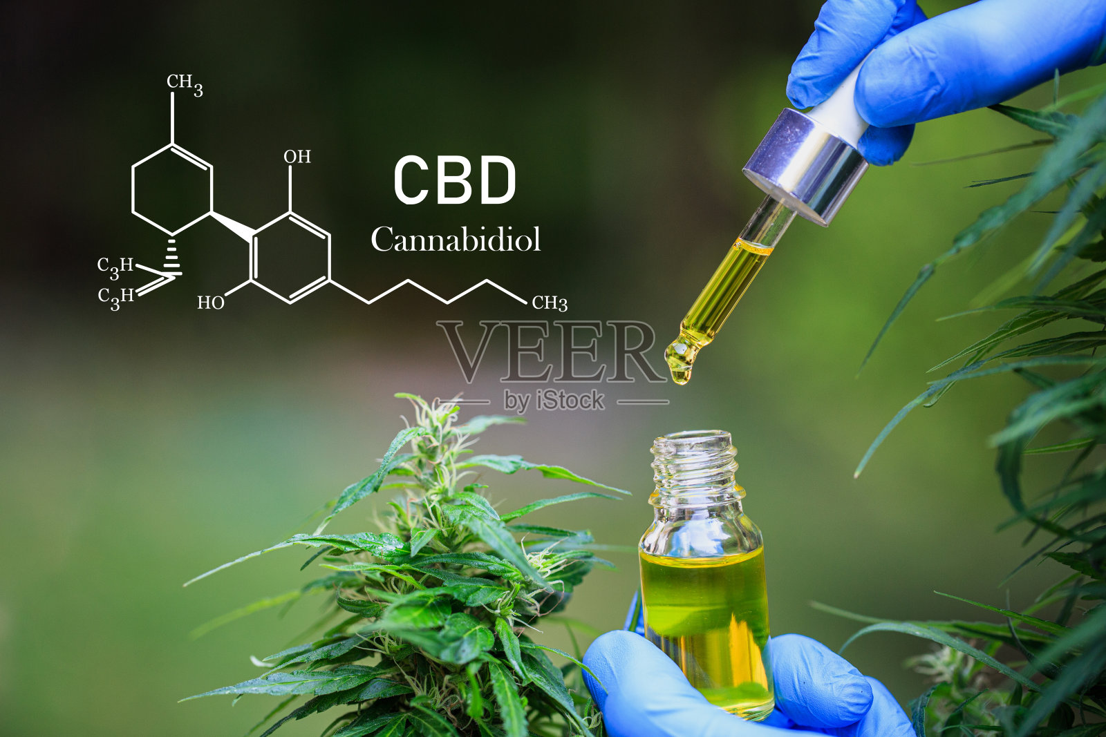 CBD组成，蜂窝状玻璃瓶含有大麻油与大麻植物。大麻二酚油产品。药草大麻与油提取在一个瓶子。医用大麻的概念。照片摄影图片
