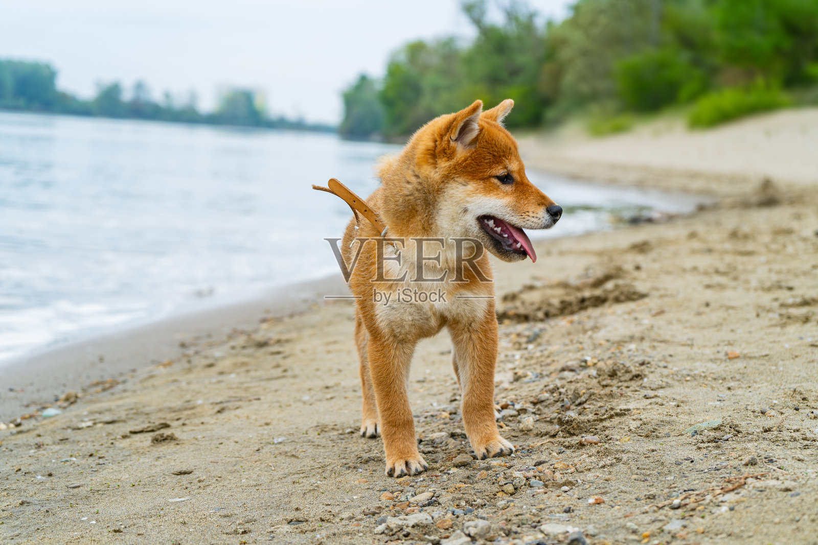 小柴犬在河边的沙滩上玩耍照片摄影图片
