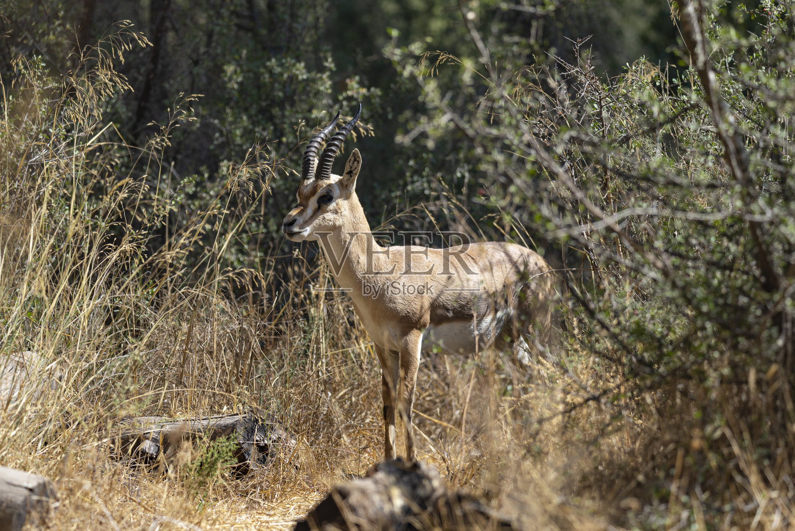 以色列耶路撒冷瞪羚谷国家公园里的一只雄性山瞪羚。拍摄日期11.09.2021照片摄影图片