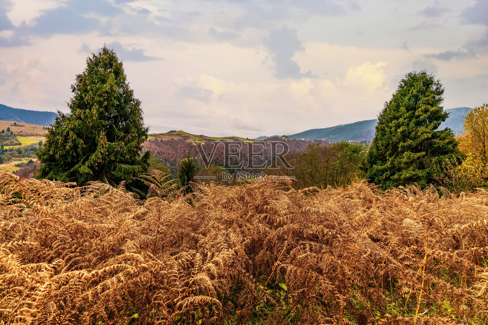 喀尔巴阡山脉中有云杉森林的山丘背景上的一块长满干草的田野照片摄影图片