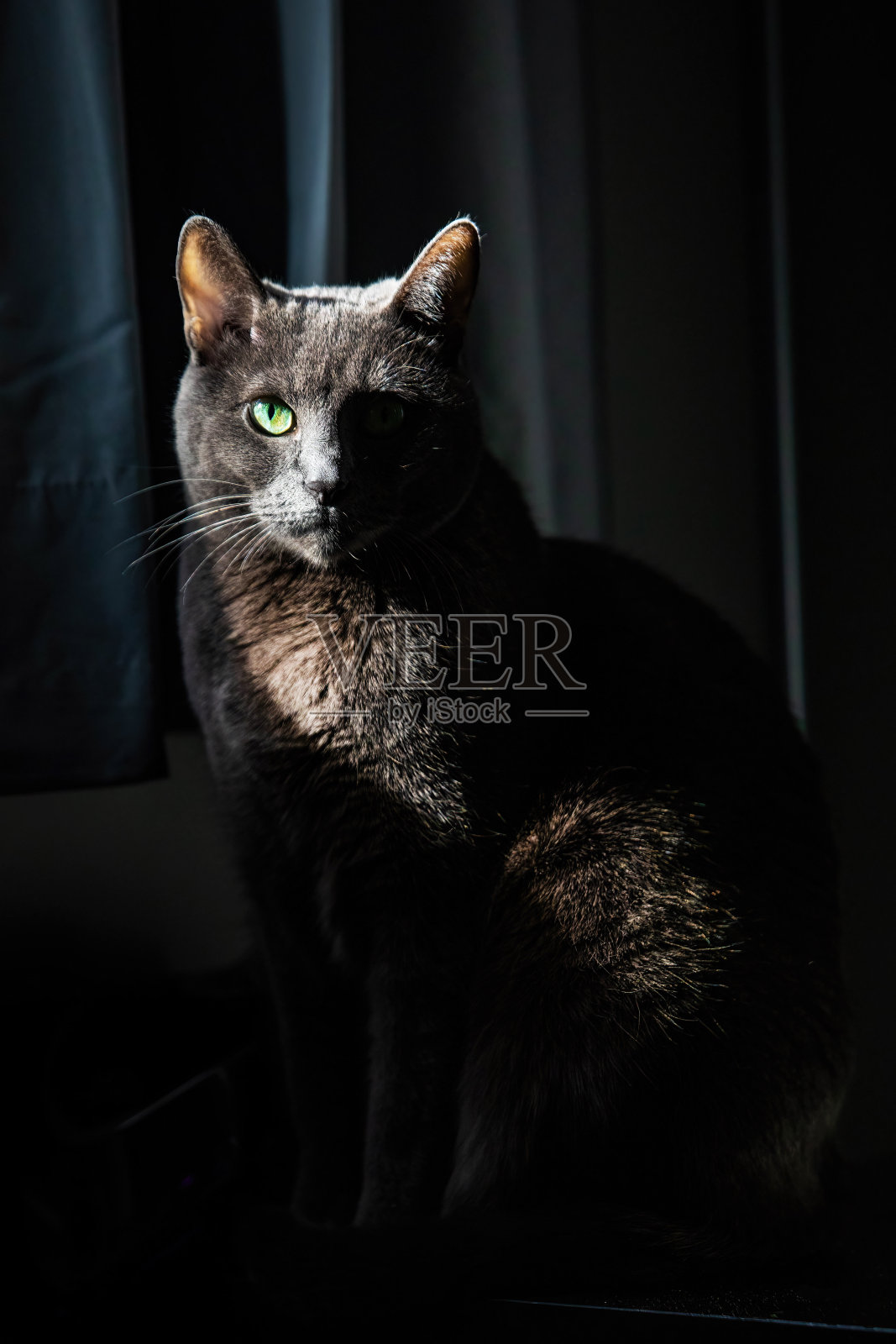 俄罗斯蓝色品种可爱的猫在黑暗的周围照片摄影图片