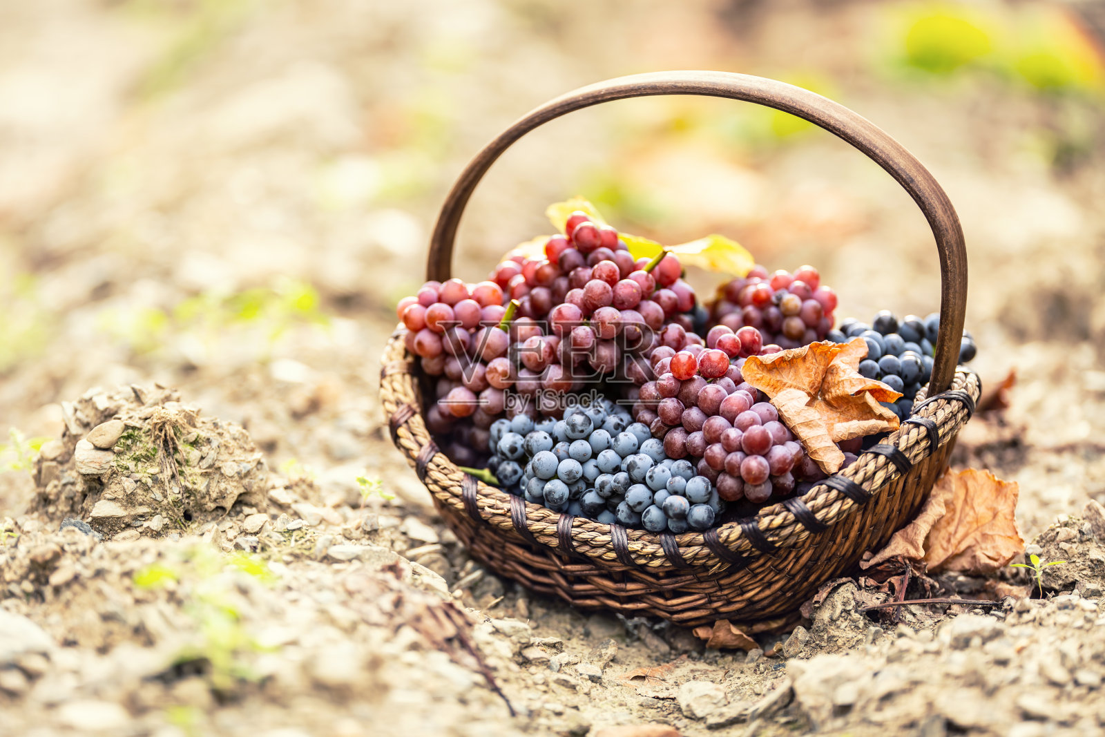 在秋天的采摘后，木框里的葡萄又甜又好吃。照片摄影图片