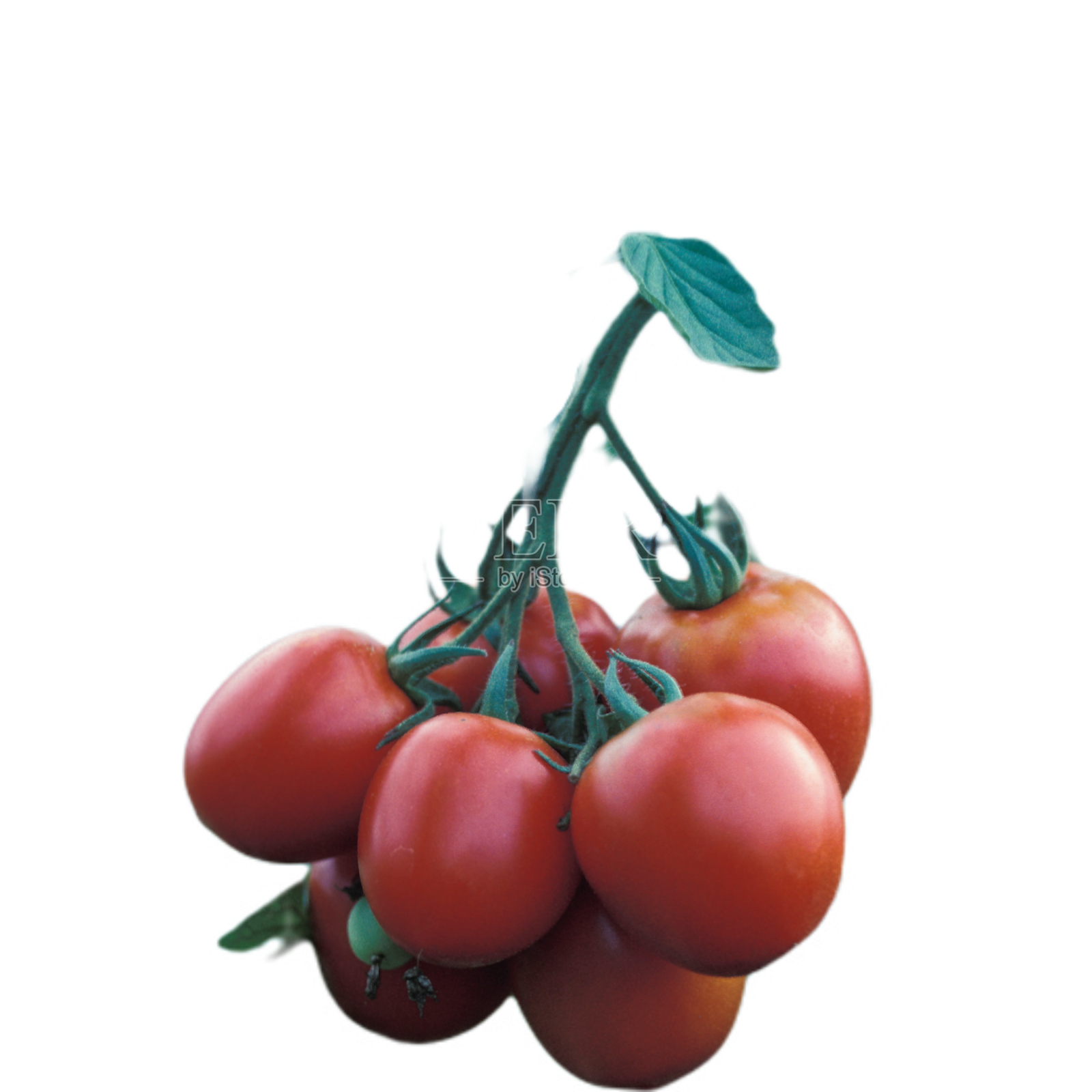一串小番茄设计元素图片