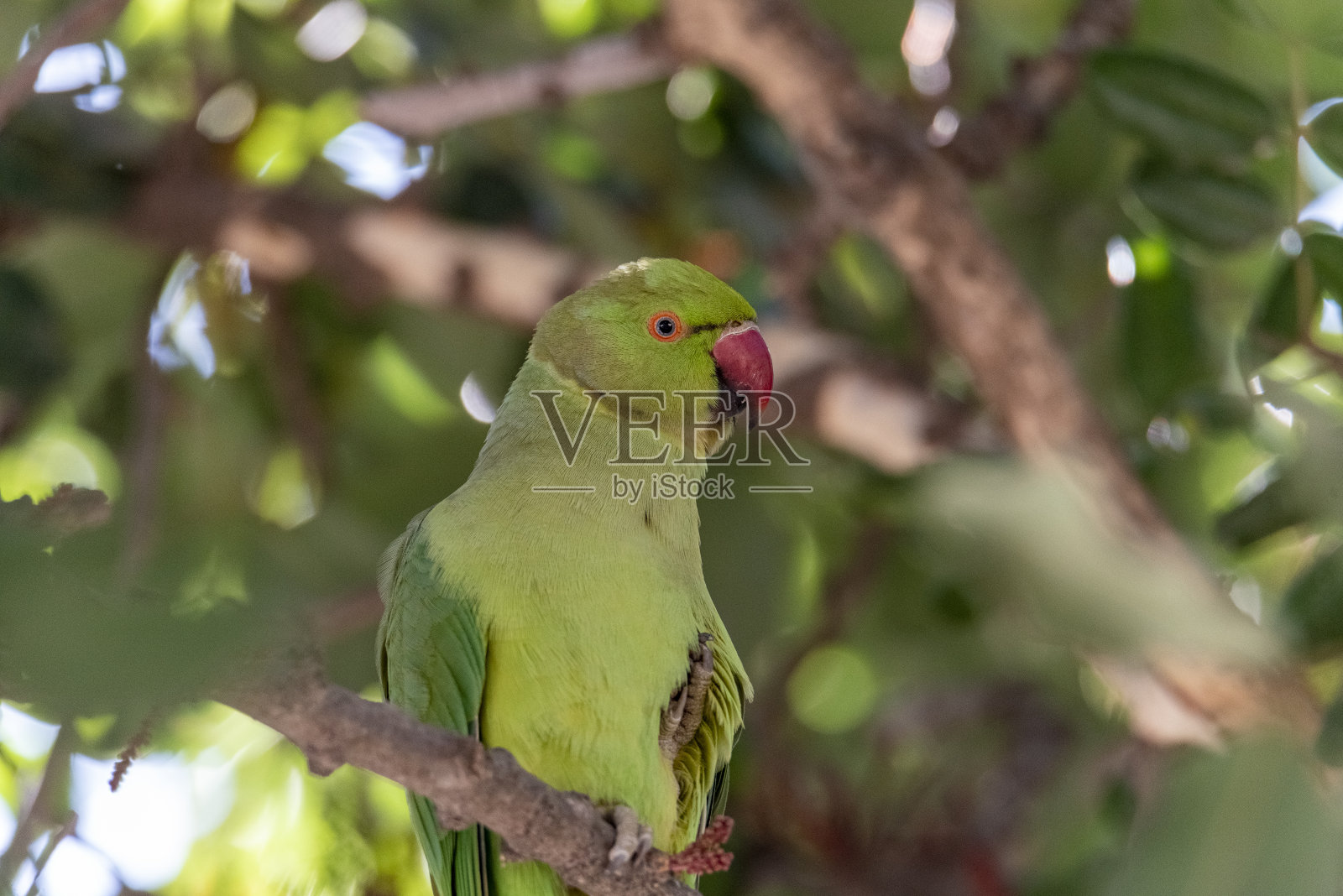 鹦鹉在树枝上。在耶路撒冷，绿色的印度鹦鹉在树枝上休息照片摄影图片