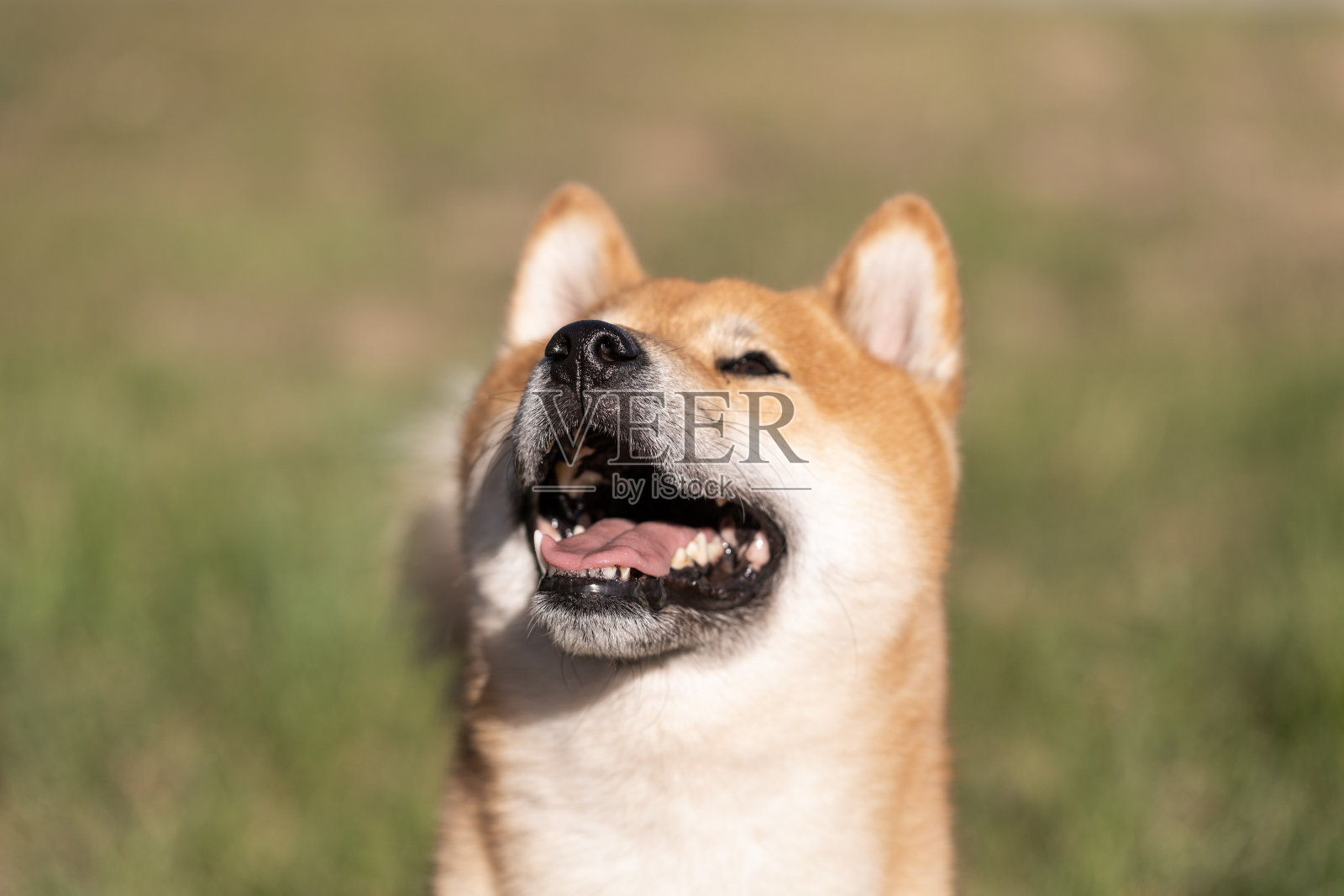 快乐的狗。微笑的柴犬，生活方式意象快乐和满足的狗户外(花园或公园)，享受生活照片摄影图片