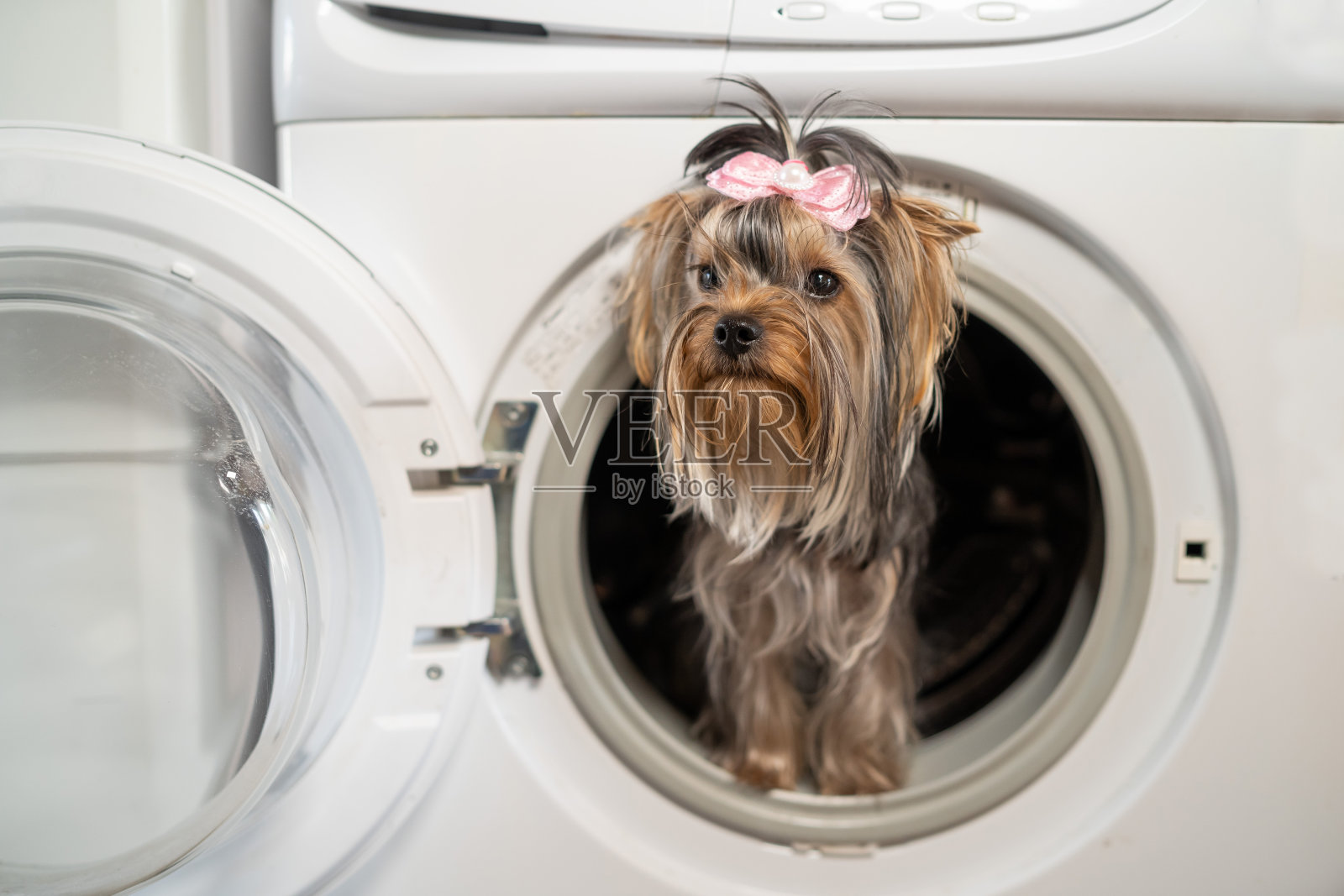 可爱的约克郡犬站在洗衣机里看着镜头。照片摄影图片