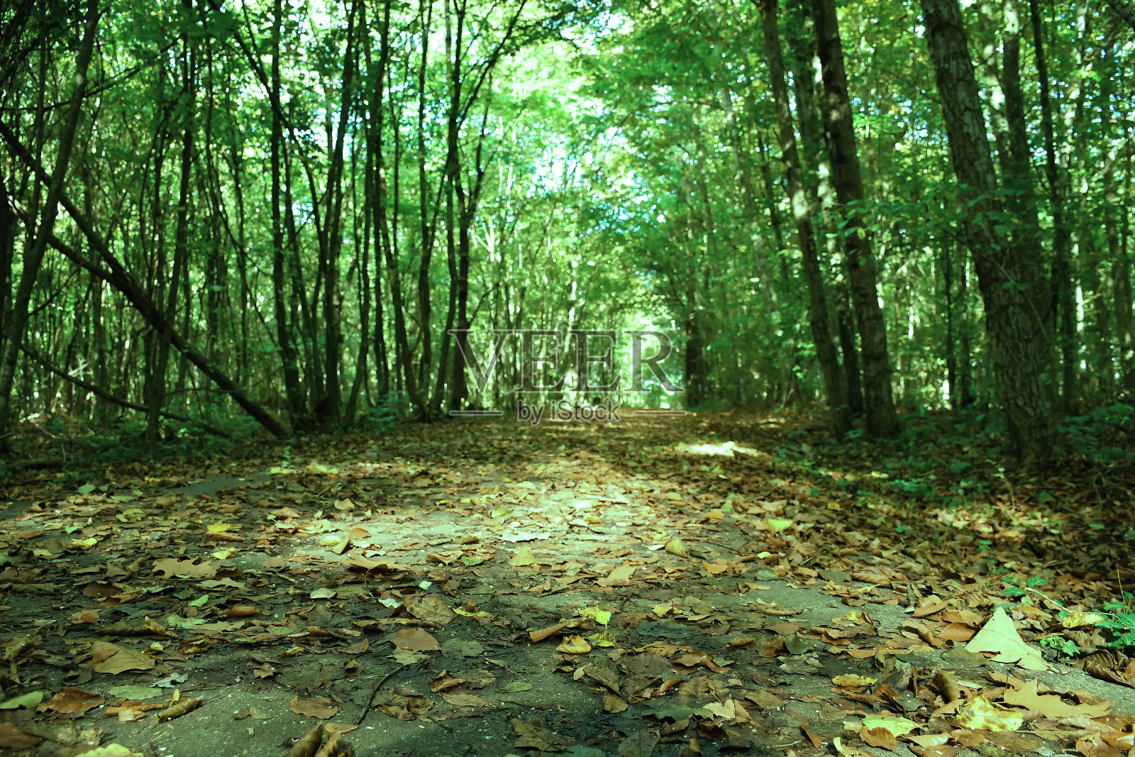 秋色的树叶在森林的道路上，在复古的颜色照片摄影图片