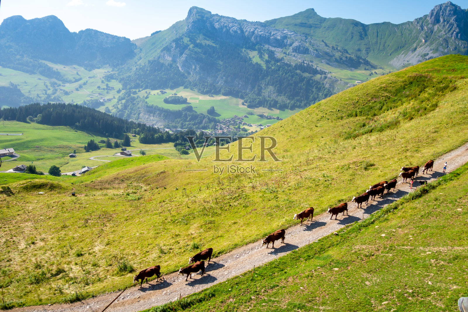 山里的牛群。La Clusaz、法国照片摄影图片