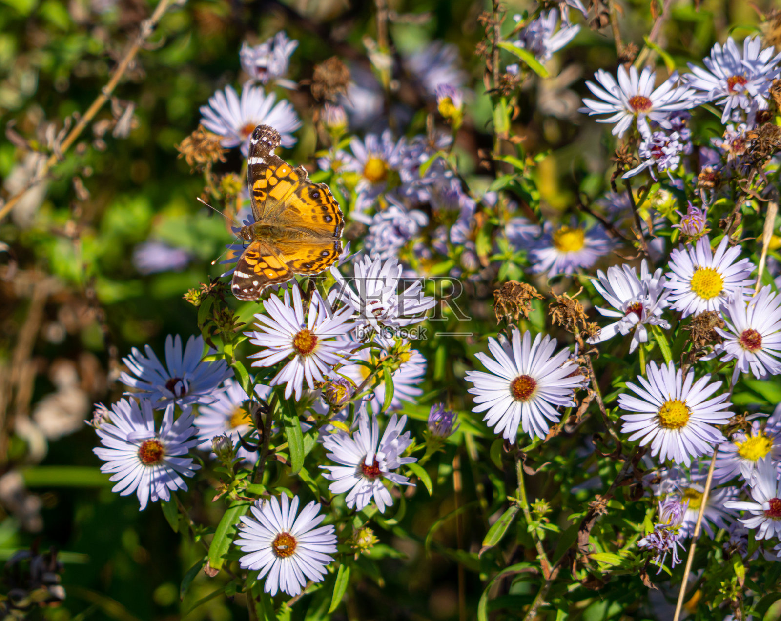 蝴蝶在五颜六色的雏菊上照片摄影图片