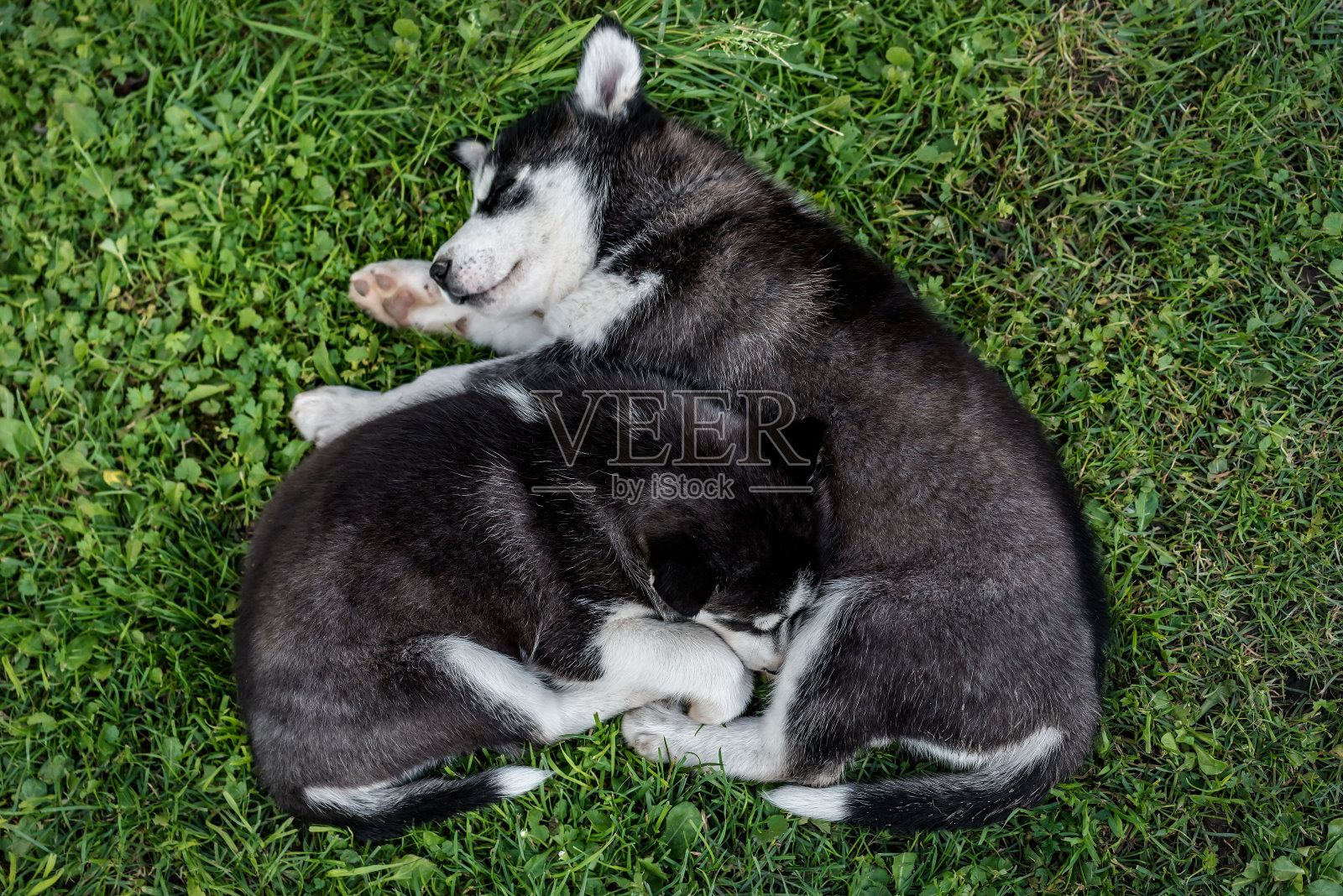 两只熟睡的哈士奇小狗照片摄影图片