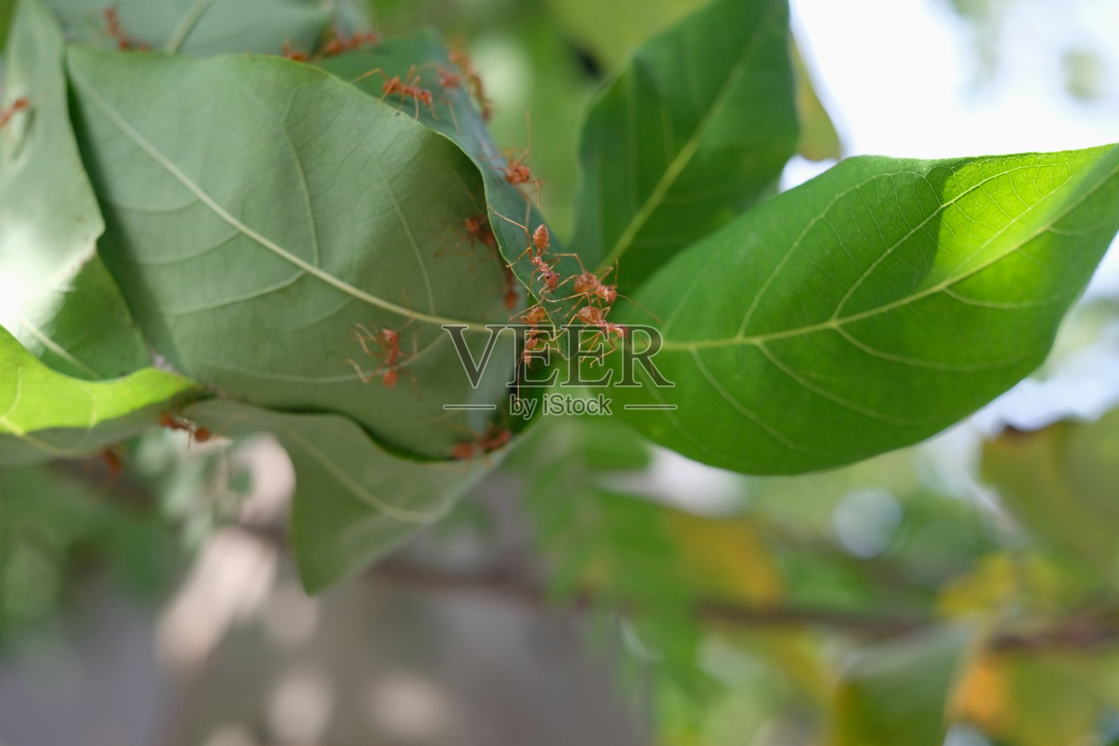 选择集中红蚂蚁在树上做的巢照片摄影图片