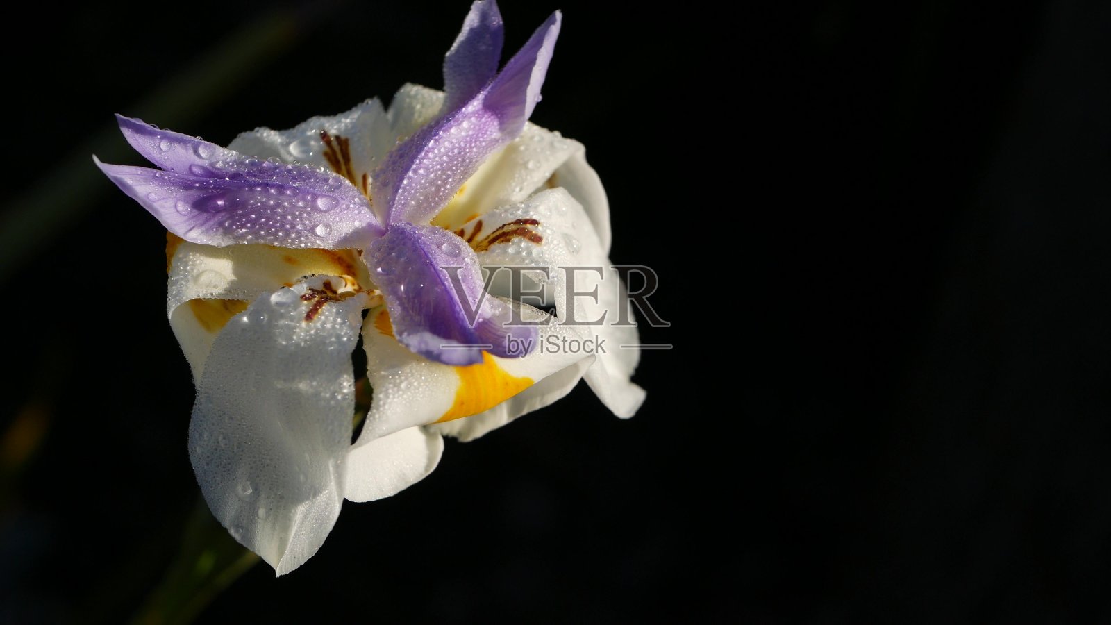 白色鸢尾花盛开，园艺在加利福尼亚，美国。娇嫩的花朵在春天的清晨花园里盛开，花瓣上沁出露珠。春天的植物群在软焦点。自然植物近距离背景照片摄影图片