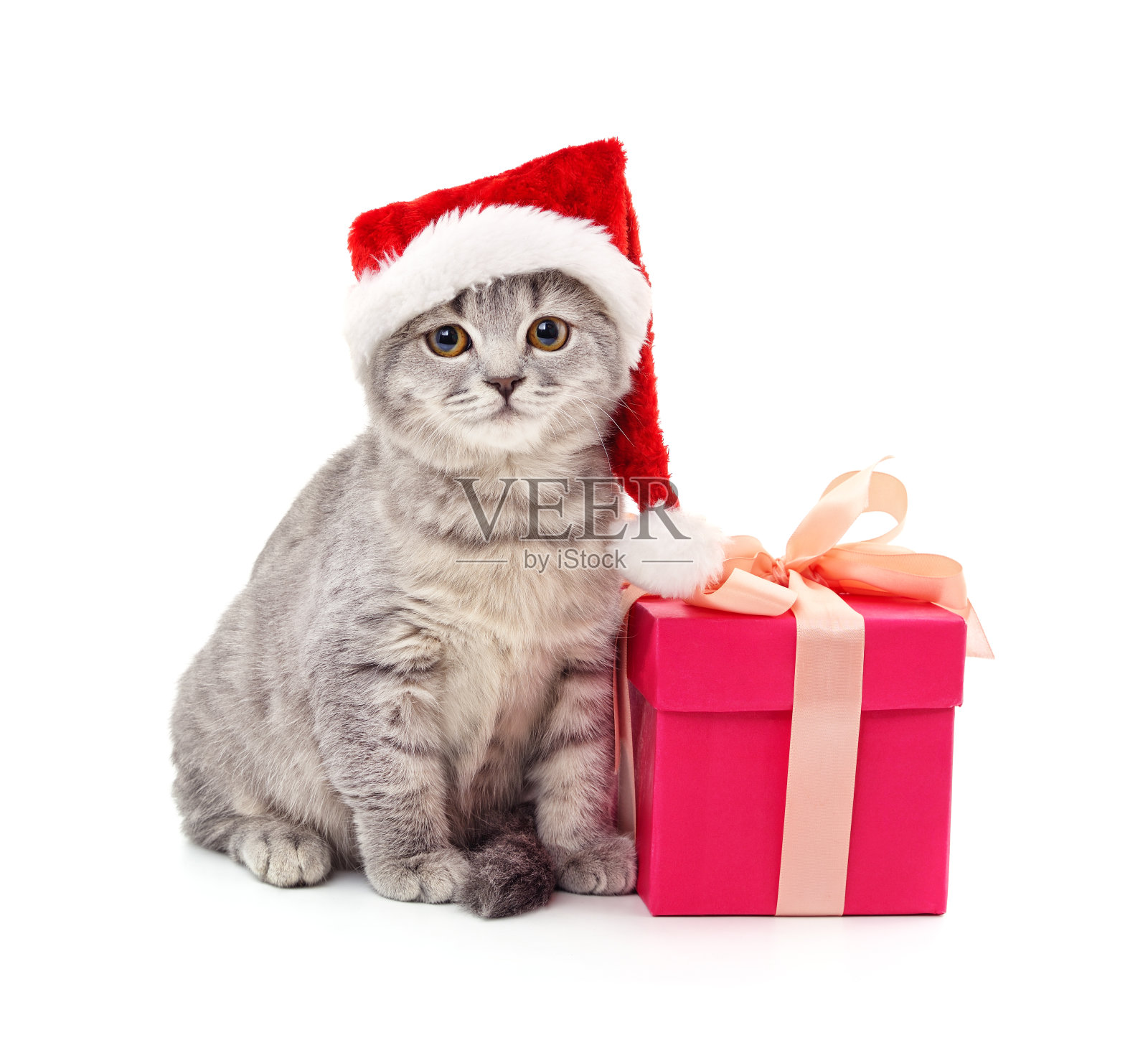帽子里的猫圣诞老人带着圣诞礼物。照片摄影图片