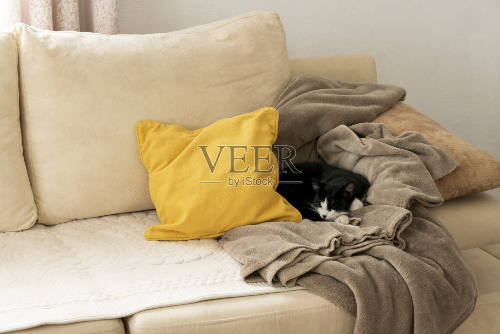 沙发上睡着的猫。舒适时尚的客厅室内现代公寓和时尚的家具。照片摄影图片