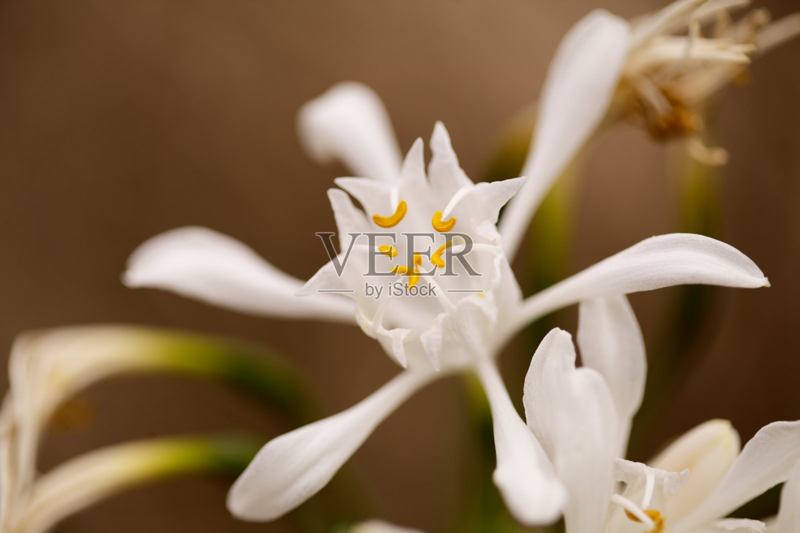 大加那利的植物群-鹤嘴草，金丝雀海水仙花的自然大花背景照片摄影图片