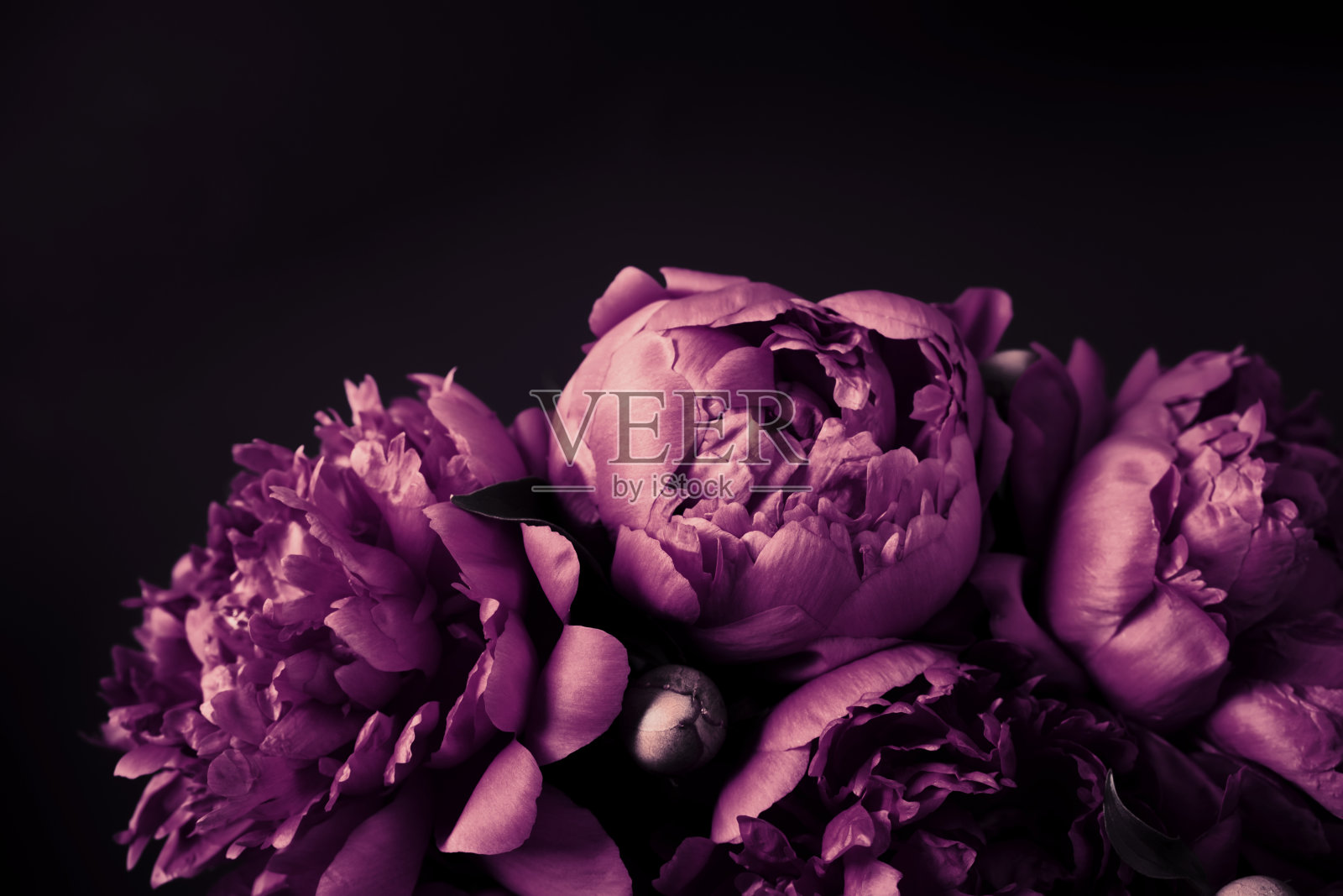 美丽的紫色牡丹花束特写，柔和聚焦。黑暗的春天或夏天花的背景。节日鲜花概念照片摄影图片