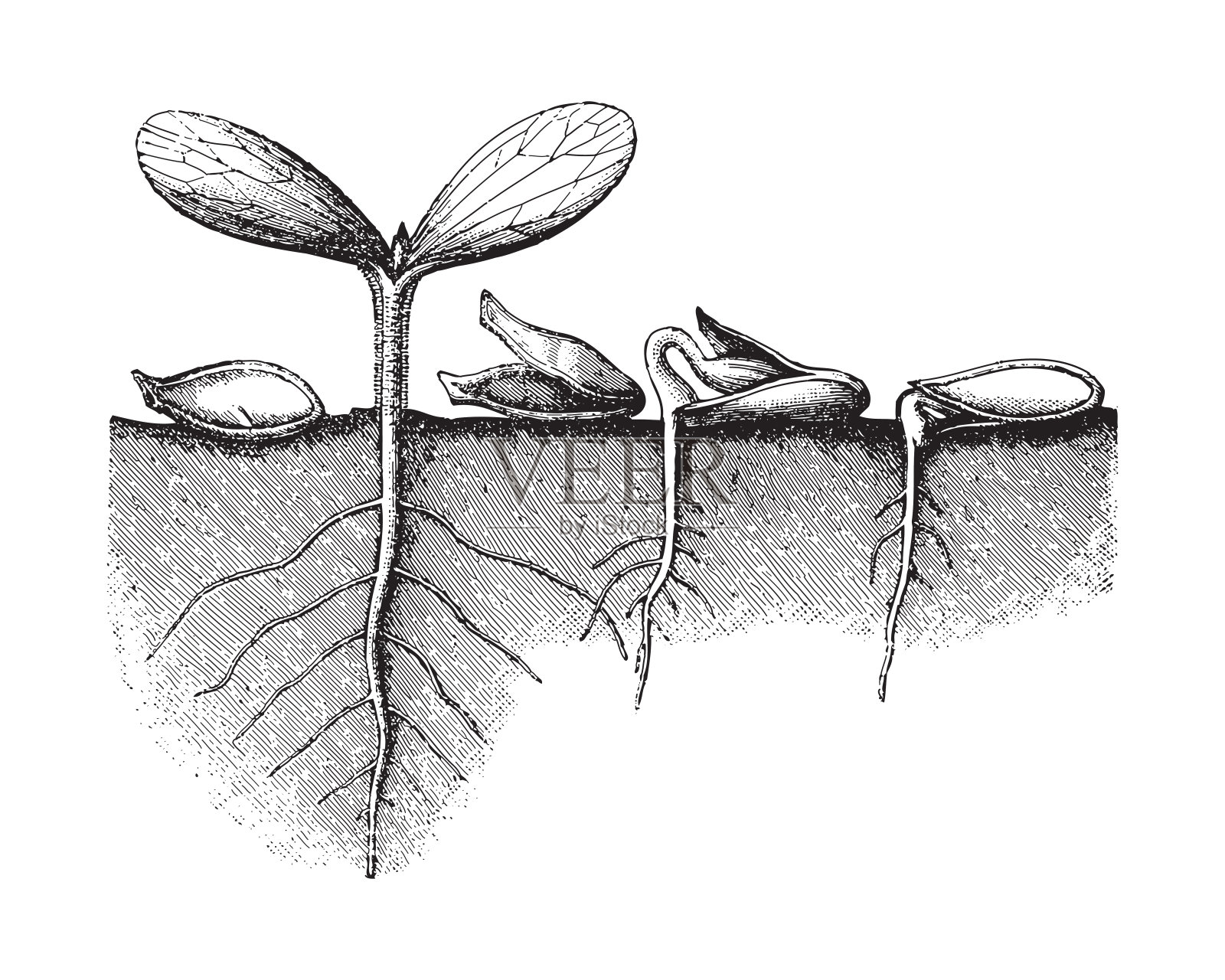发芽种子花生物体自然季节植物生长阶段草图植物形态树豆豆芽绘画插图