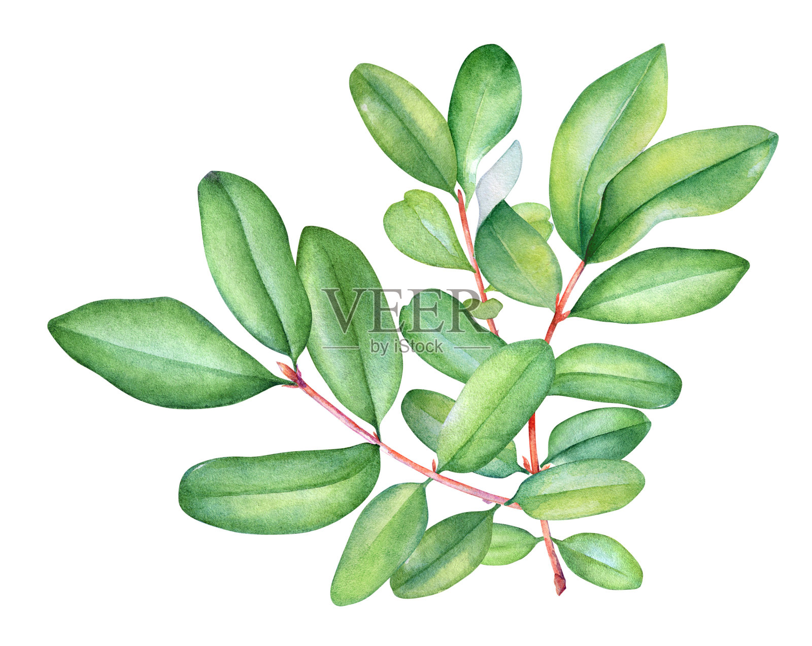 水彩生动的树枝与绿叶插画图片素材