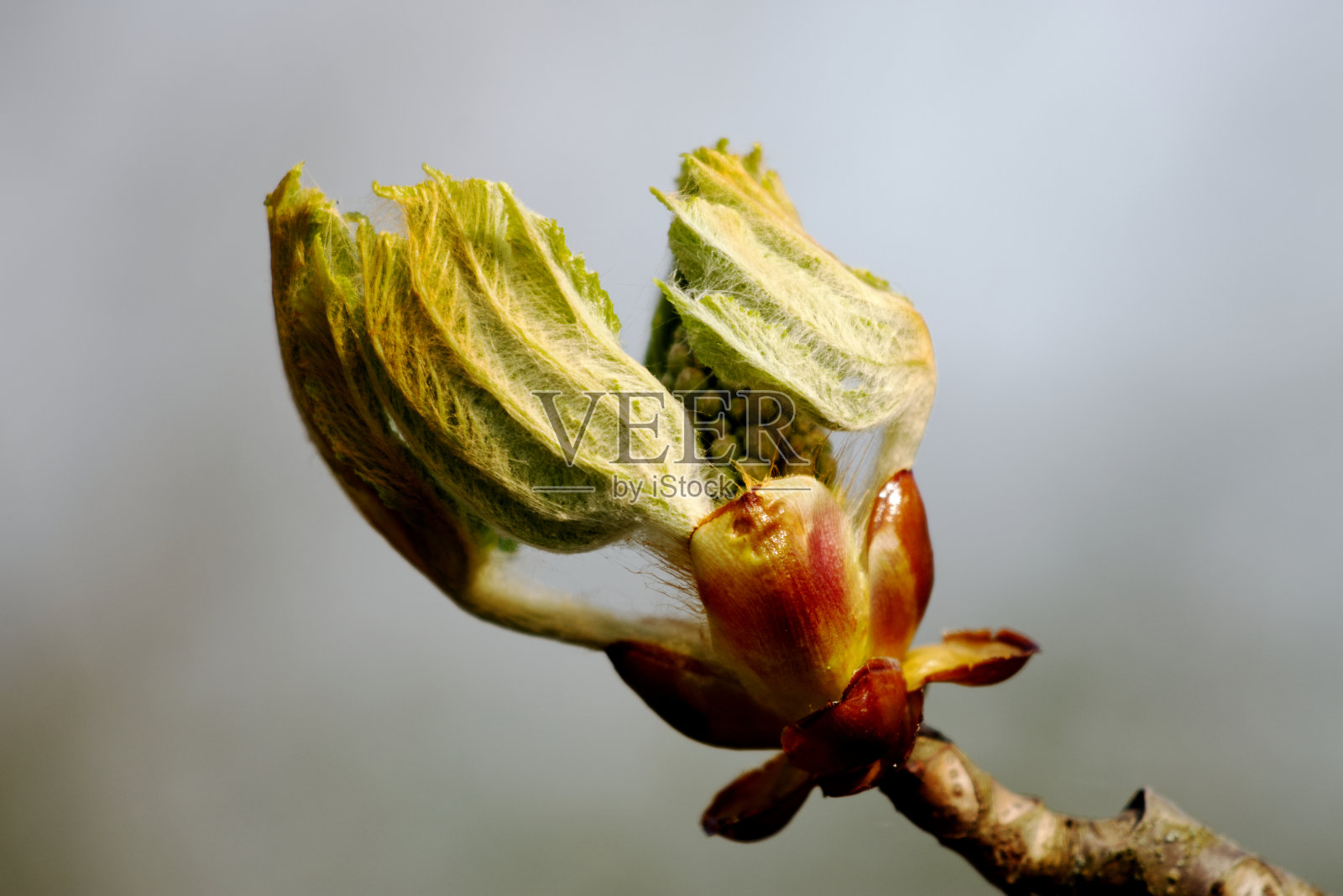 栗子开花的特写栗子树枝-模糊的背景照片摄影图片