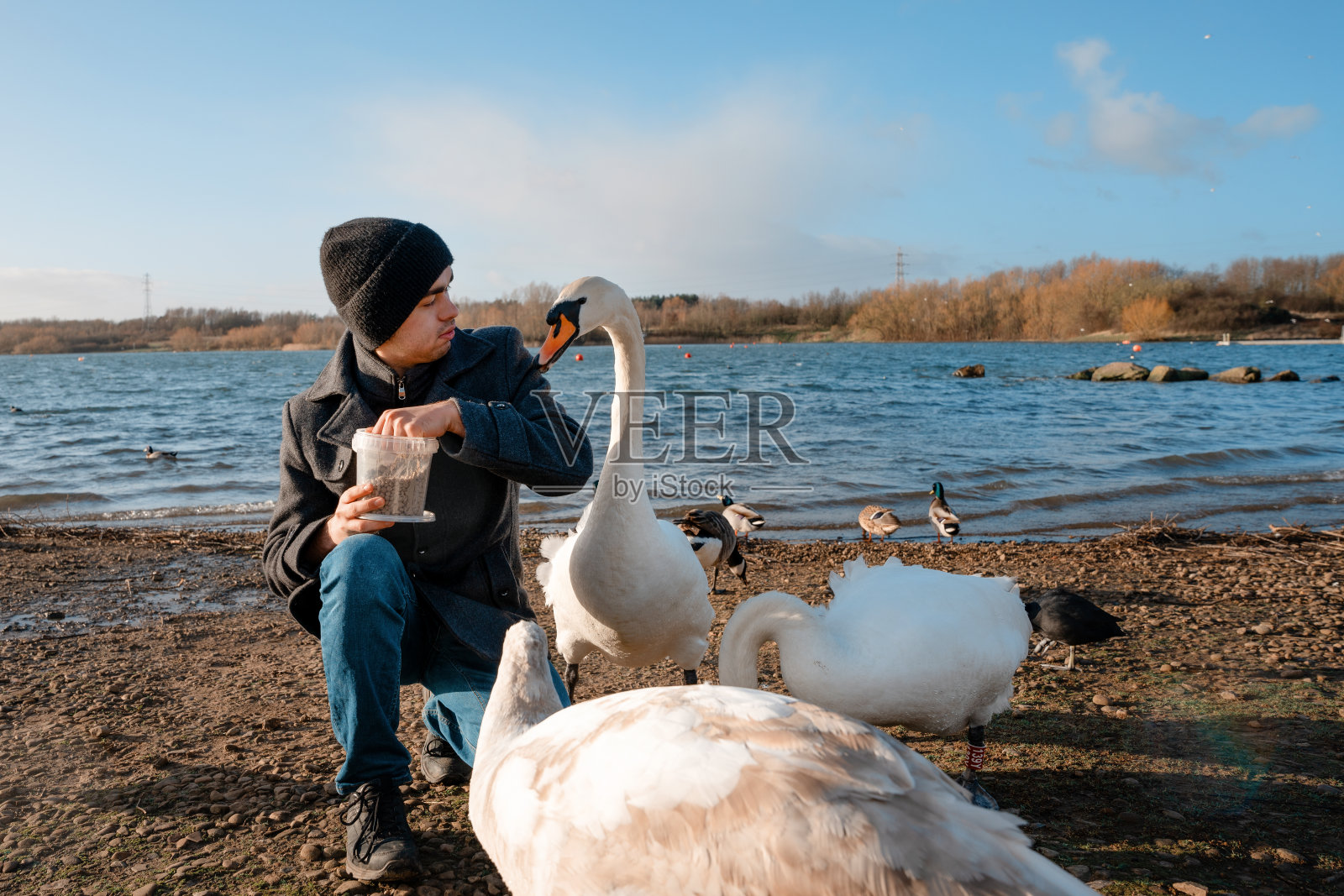 春天的一天，穿着外套的男孩在湖边喂鸭子和天鹅照片摄影图片