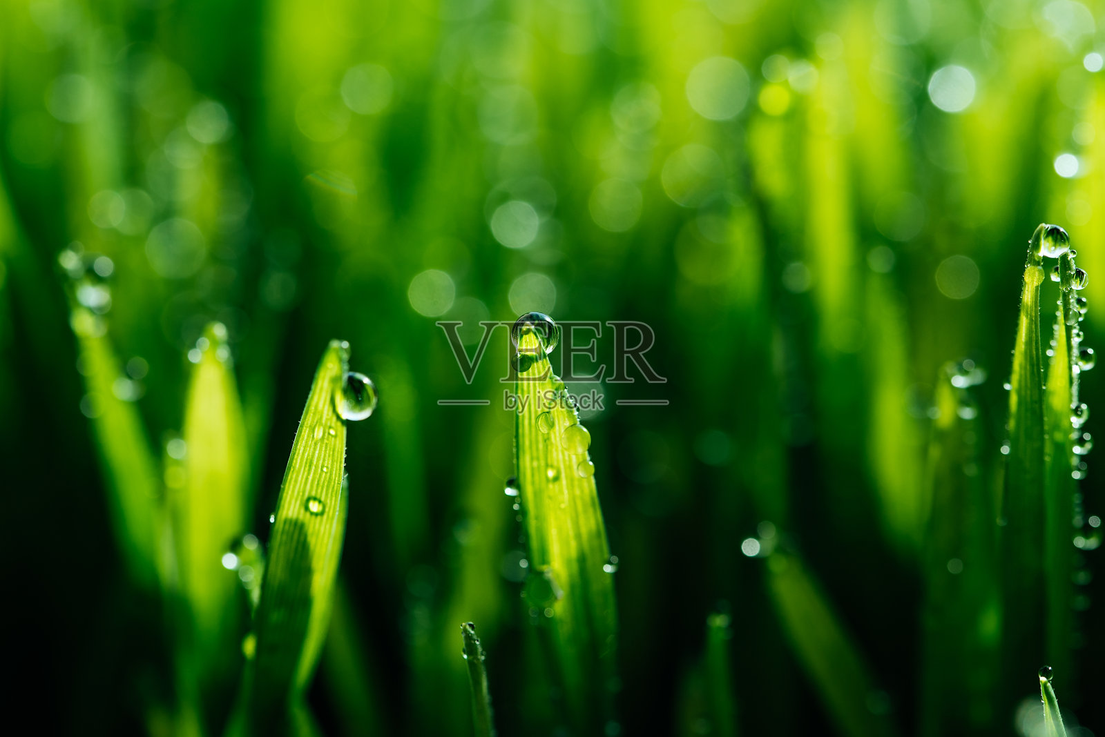 潮湿的春天绿草背景与露珠草坪自然。照片摄影图片