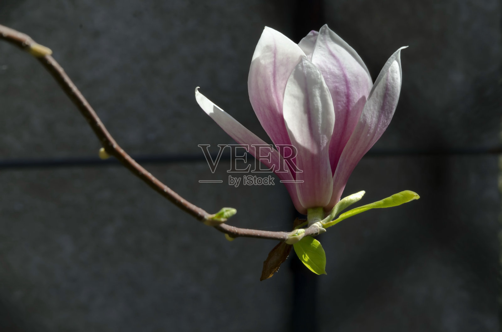 单开花的玉兰花在树枝上，娇嫩，粉白相间，春天的背景照片摄影图片