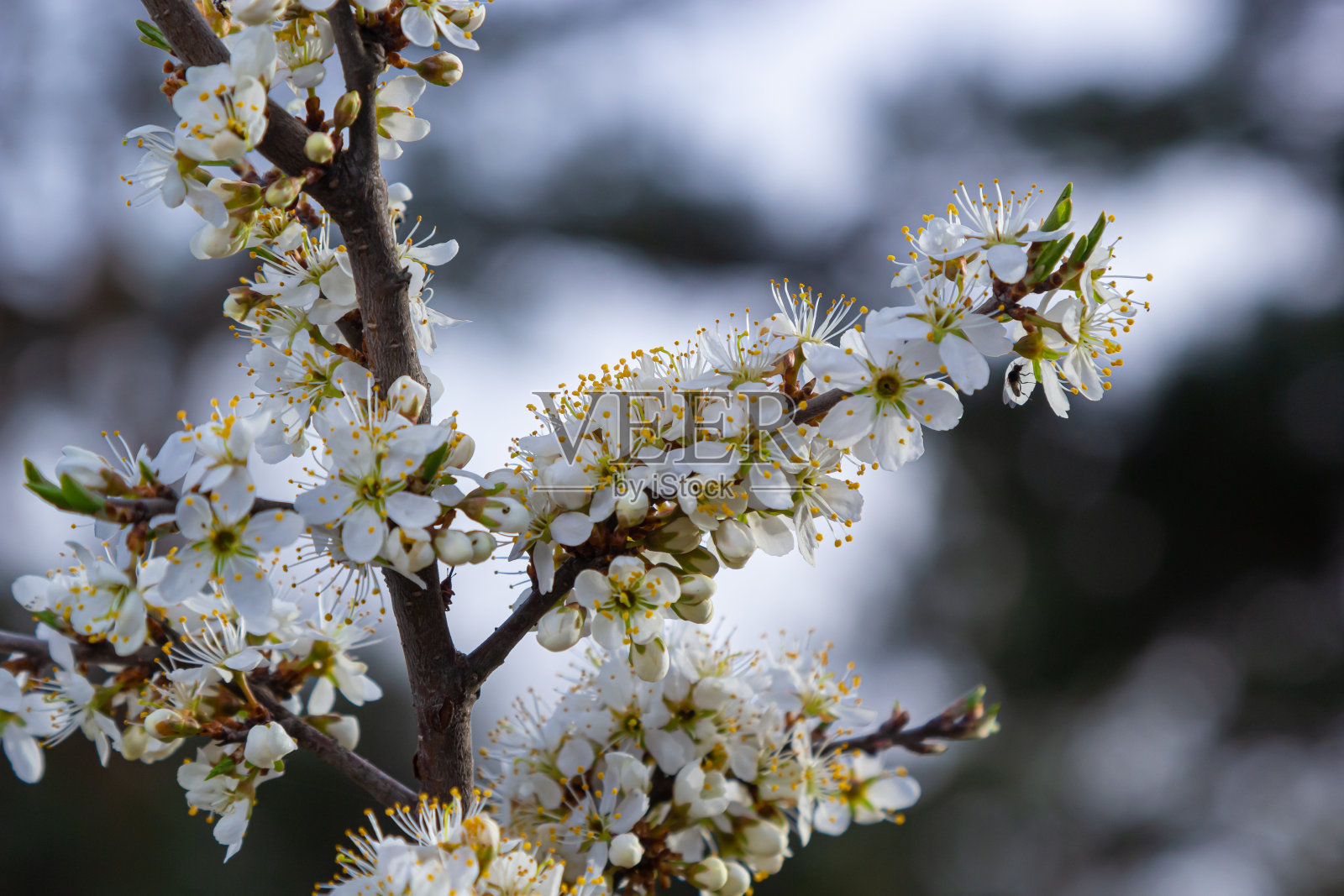 黑刺李梅刺李植物灌木白花开花细部春天野生果实照片摄影图片