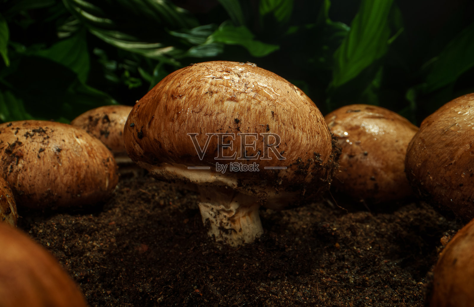 森林中棕冠蘑菇的栽培。照片摄影图片