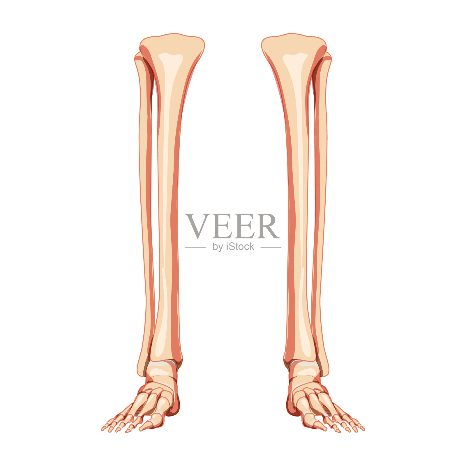 腿胫骨，腓骨，脚，踝关节骨骼人体前腹侧视图。一组解剖学正确的三维现实平面自然颜色概念矢量插图孤立在白色背景设计元素图片