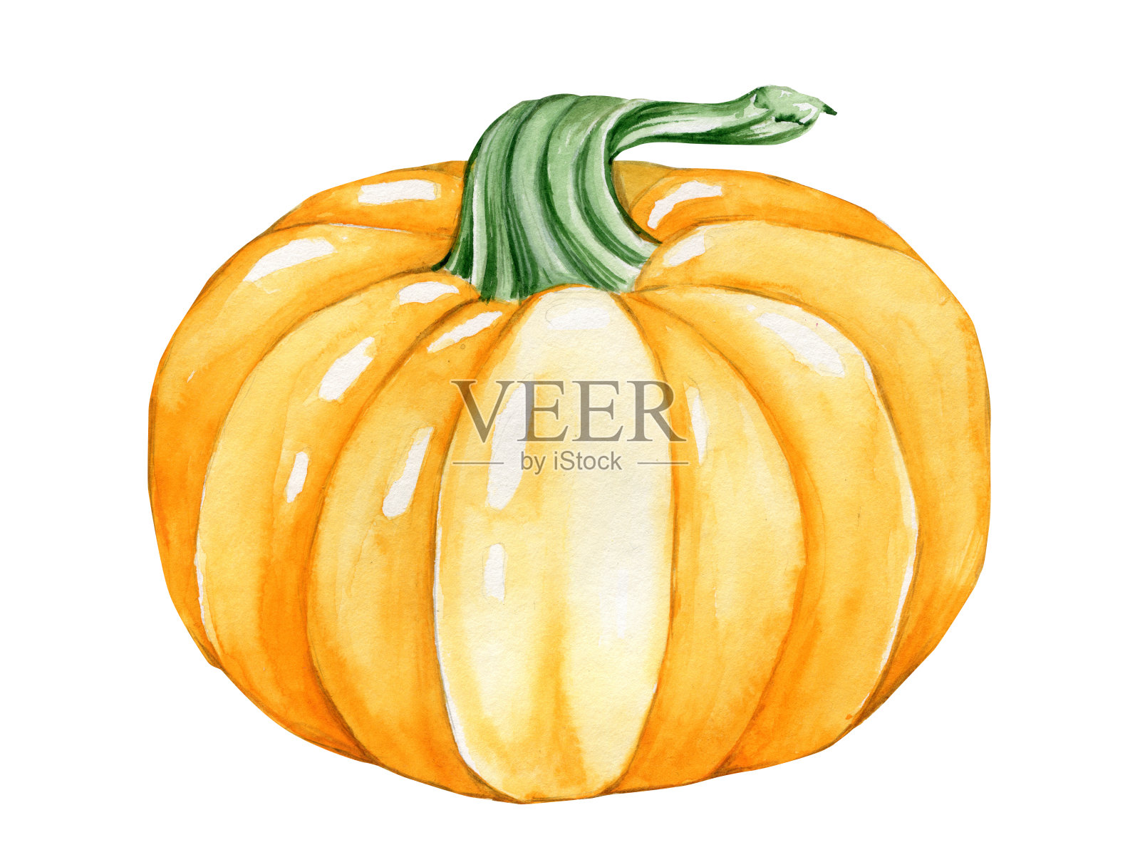 橙色南瓜，水彩画，秋天的蔬菜，在一个孤立的背景。插画图片素材