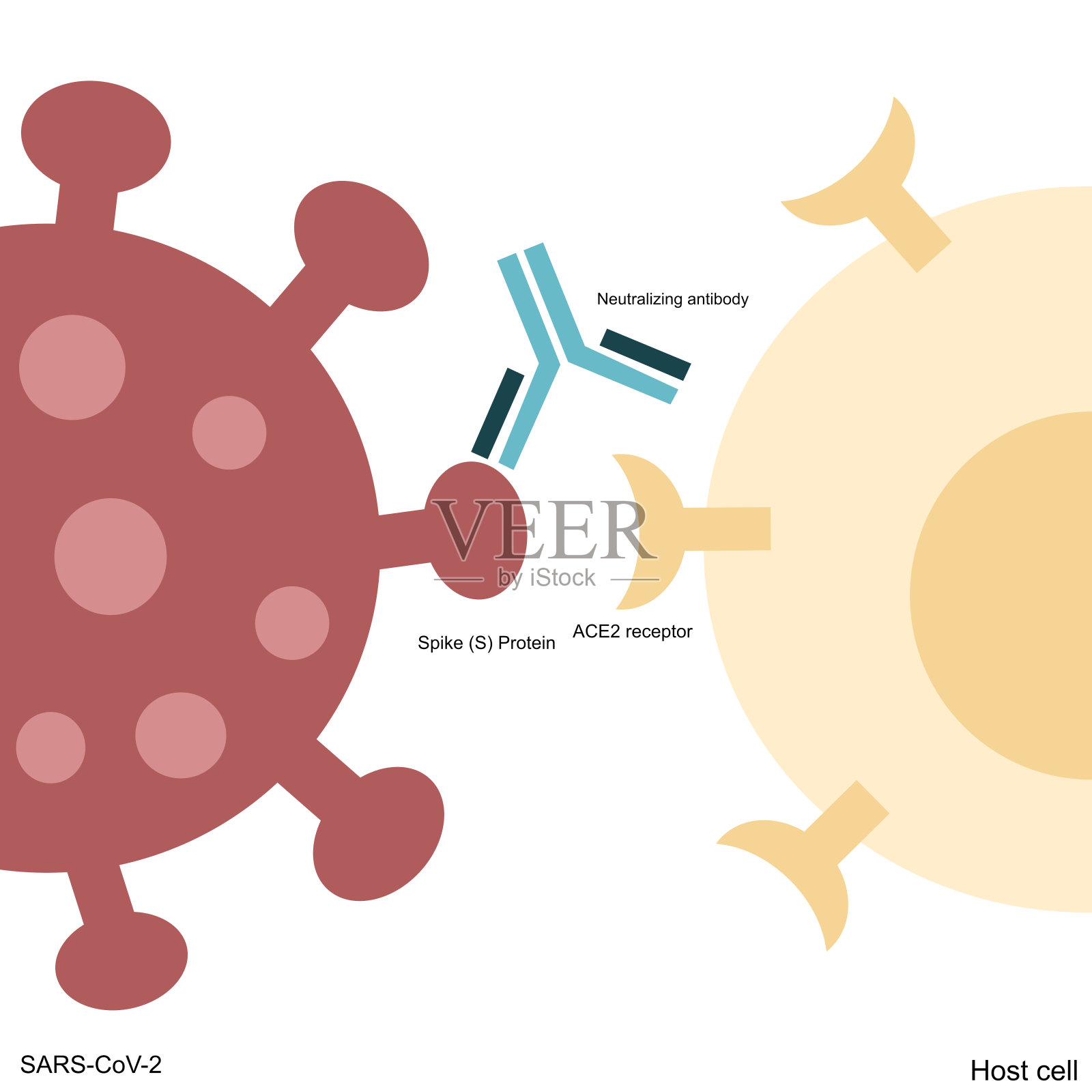SARS-CoV-2的Spike (S)蛋白与宿主细胞ACE2受体的特异性结合被中和抗体(Nab)抑制插画图片素材
