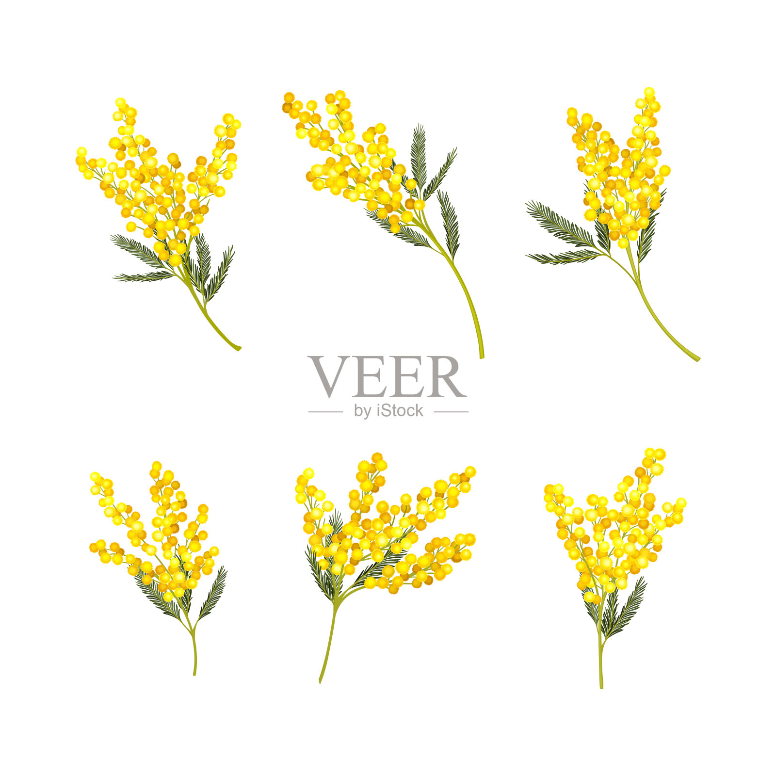 银色金合欢或含羞草，有两羽状叶和黄色总状花序向量集插画图片素材