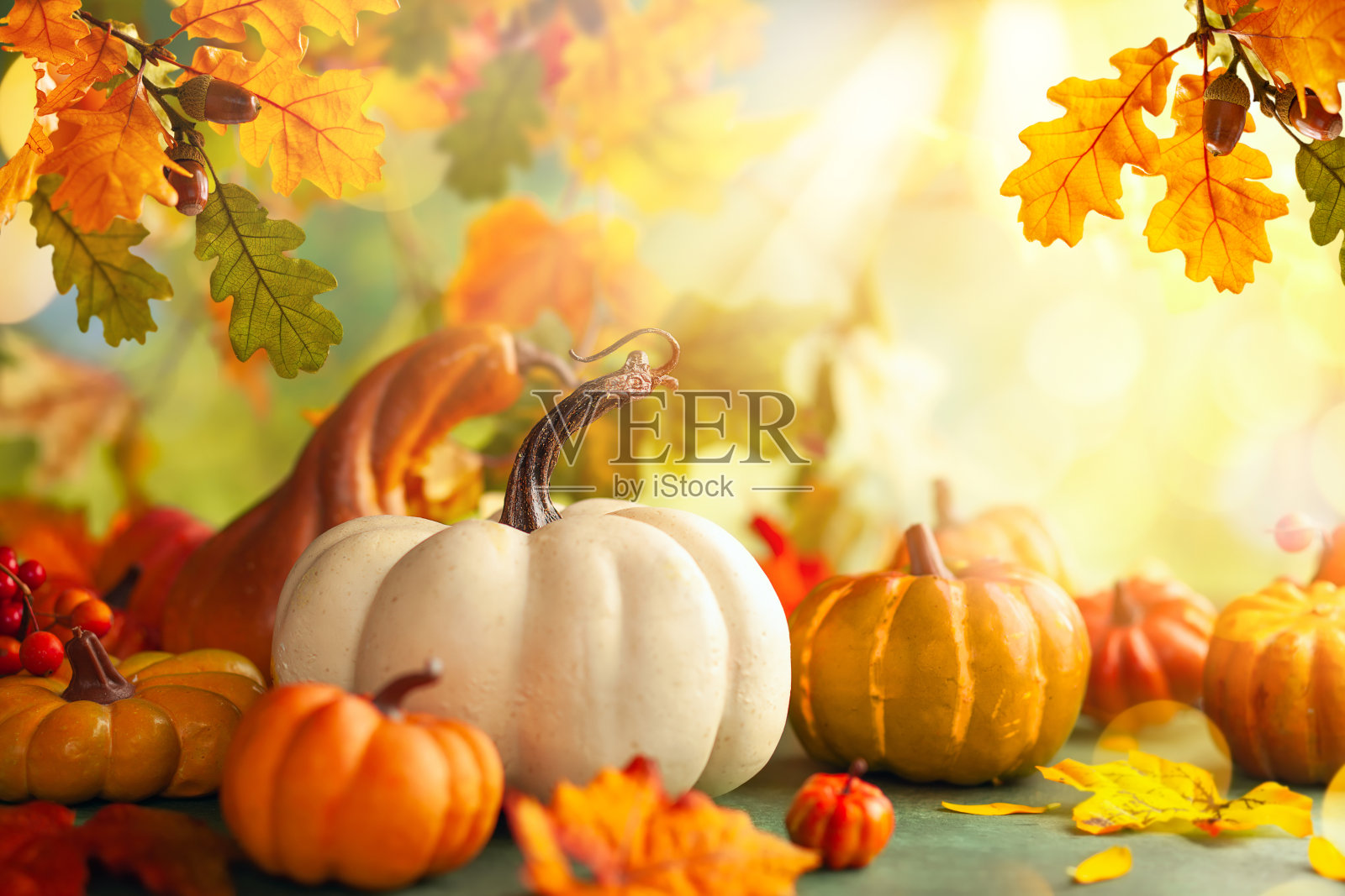 用南瓜、浆果和橡树叶装饰节日的秋天。感恩节或万圣节的概念与拷贝空间照片摄影图片