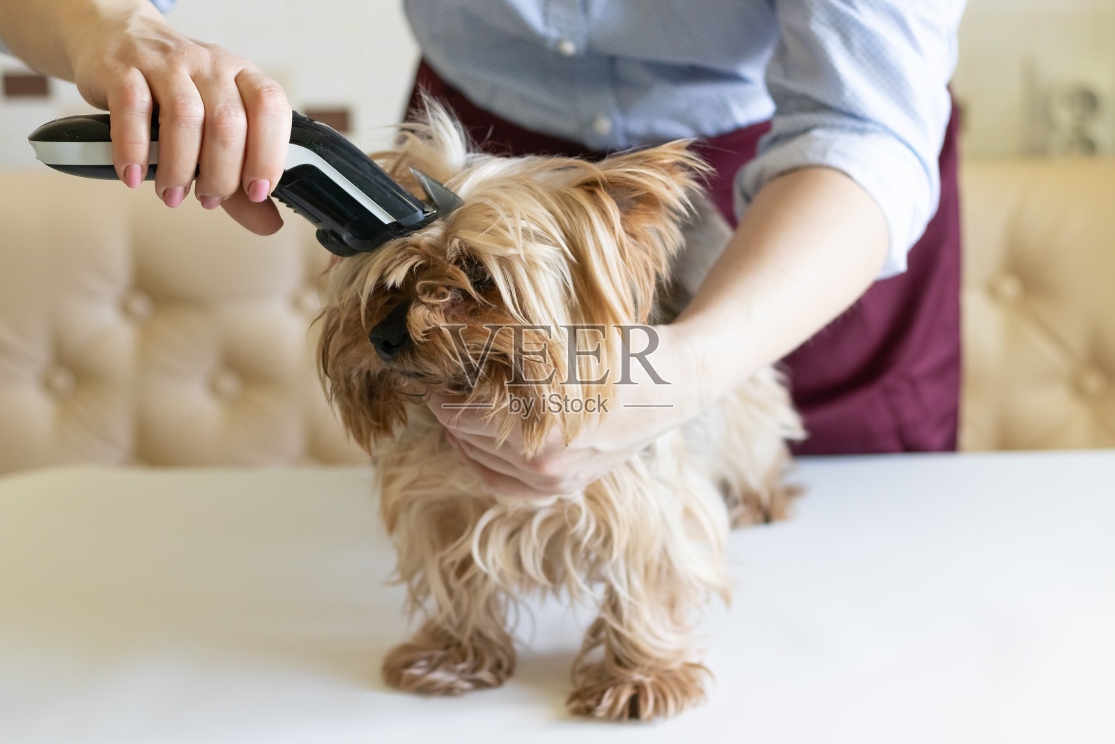 刮的滑稽的狗理发师groomer姜法国牛头犬举行机器 R 库存照片 - 图片 包括有 底板, 剃刀: 146588330