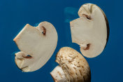 蓝色背景上的新鲜香菇。摄影图片