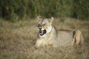 愤怒的狮子摄影图片